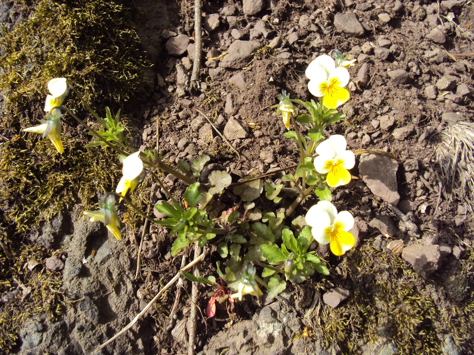 Johnny Jump Up (Viola Tricolor) — Typically, this diminutive flower reaches 4-6 inches in height and spreads 4-8 inches
