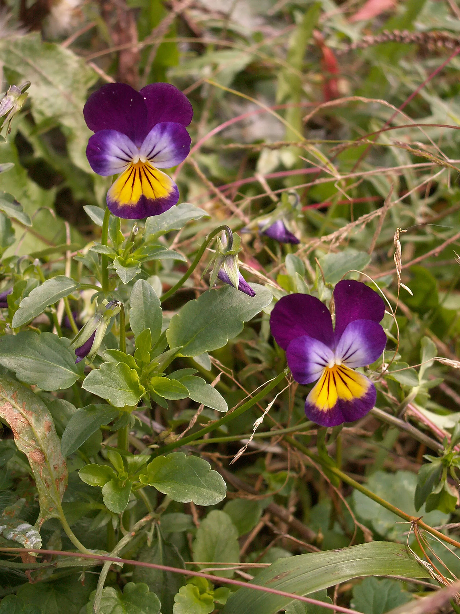 Johnny Jump Up (Viola Tricolor) — or for creating a natural