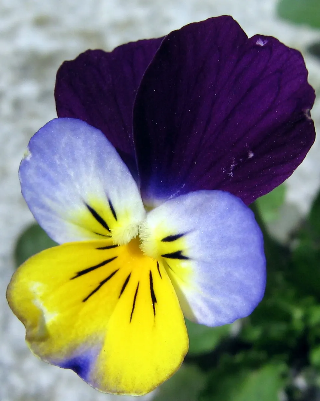 Johnny Jump Up (Viola Tricolor) — With a USDA hardiness zone range of 4 to 9; it boasts tri-colored, velvety petals in purple, yellow, and white, image 90