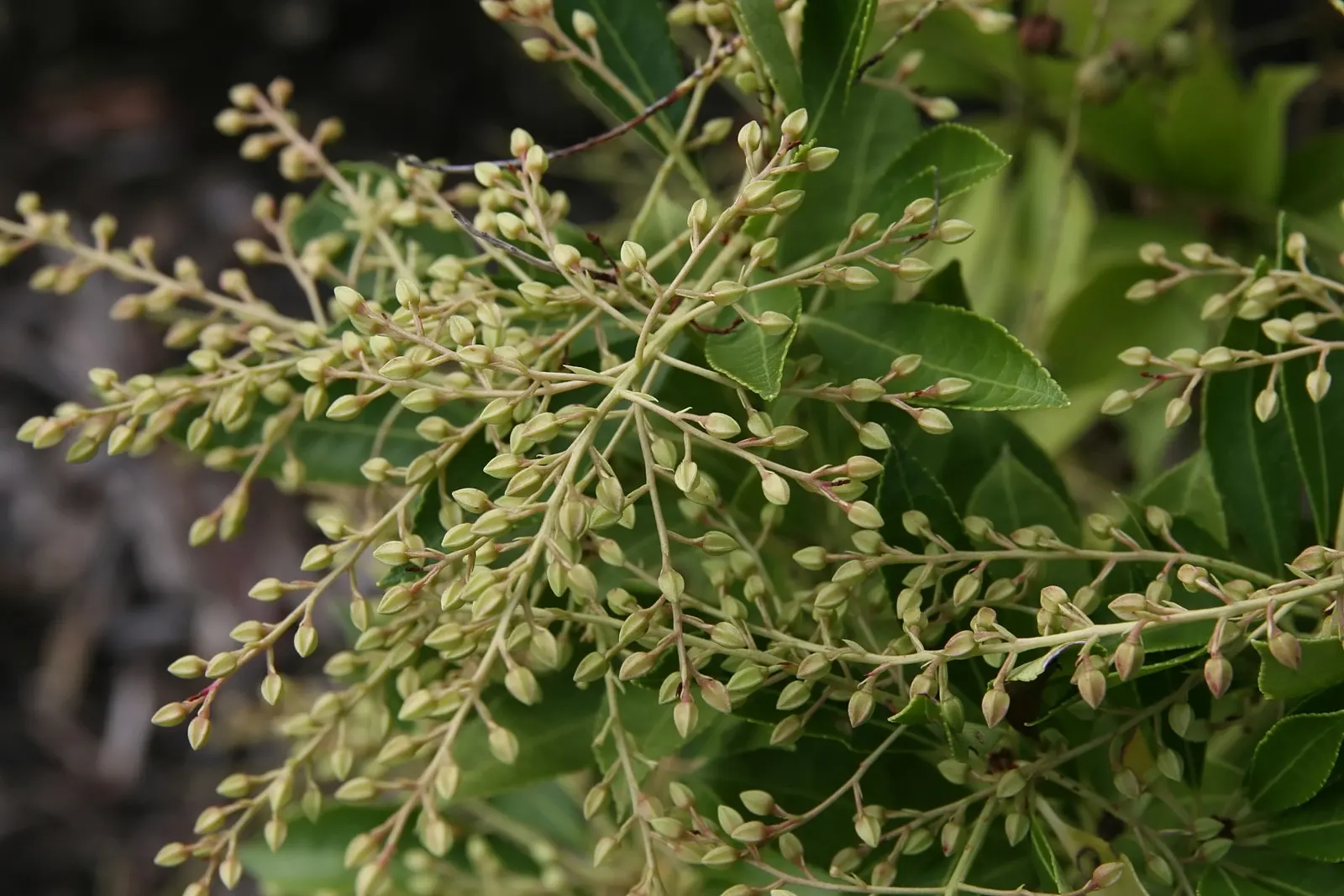 Prelude Japanese Andromeda (Pieris Japonica 'Prelude') — perfect for adding year-round interest to the landscape