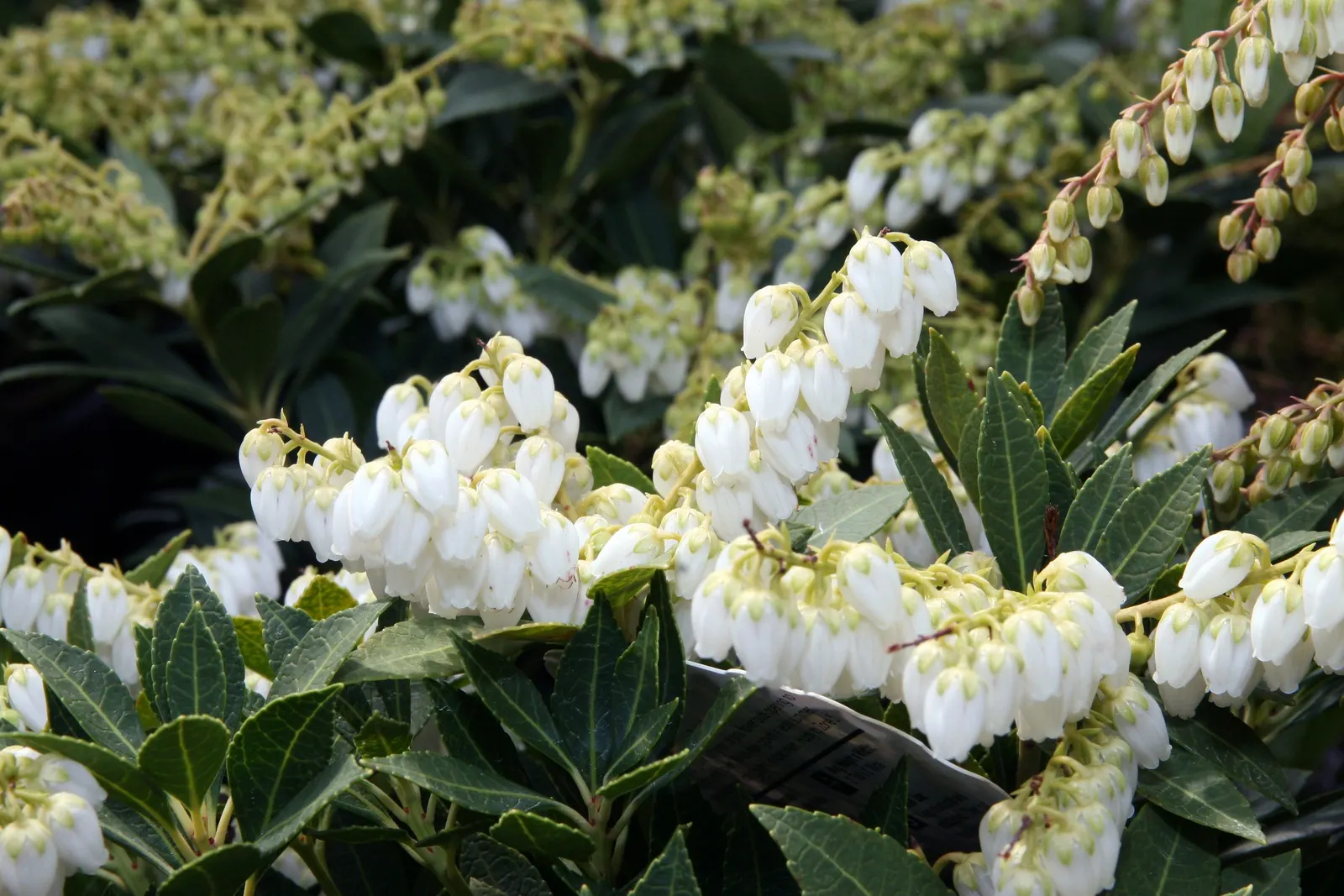 Prelude Japanese Andromeda (Pieris Japonica 'Prelude') — Pieris japonica 'Prelude' is a compact evergreen shrub