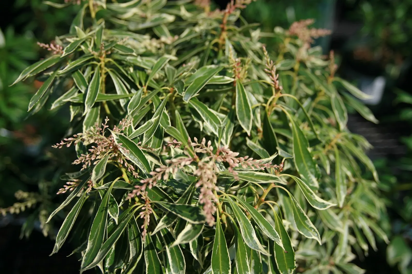 Prelude Japanese Andromeda (Pieris Japonica 'Prelude') — preferring partial shade to full sun and well-drained