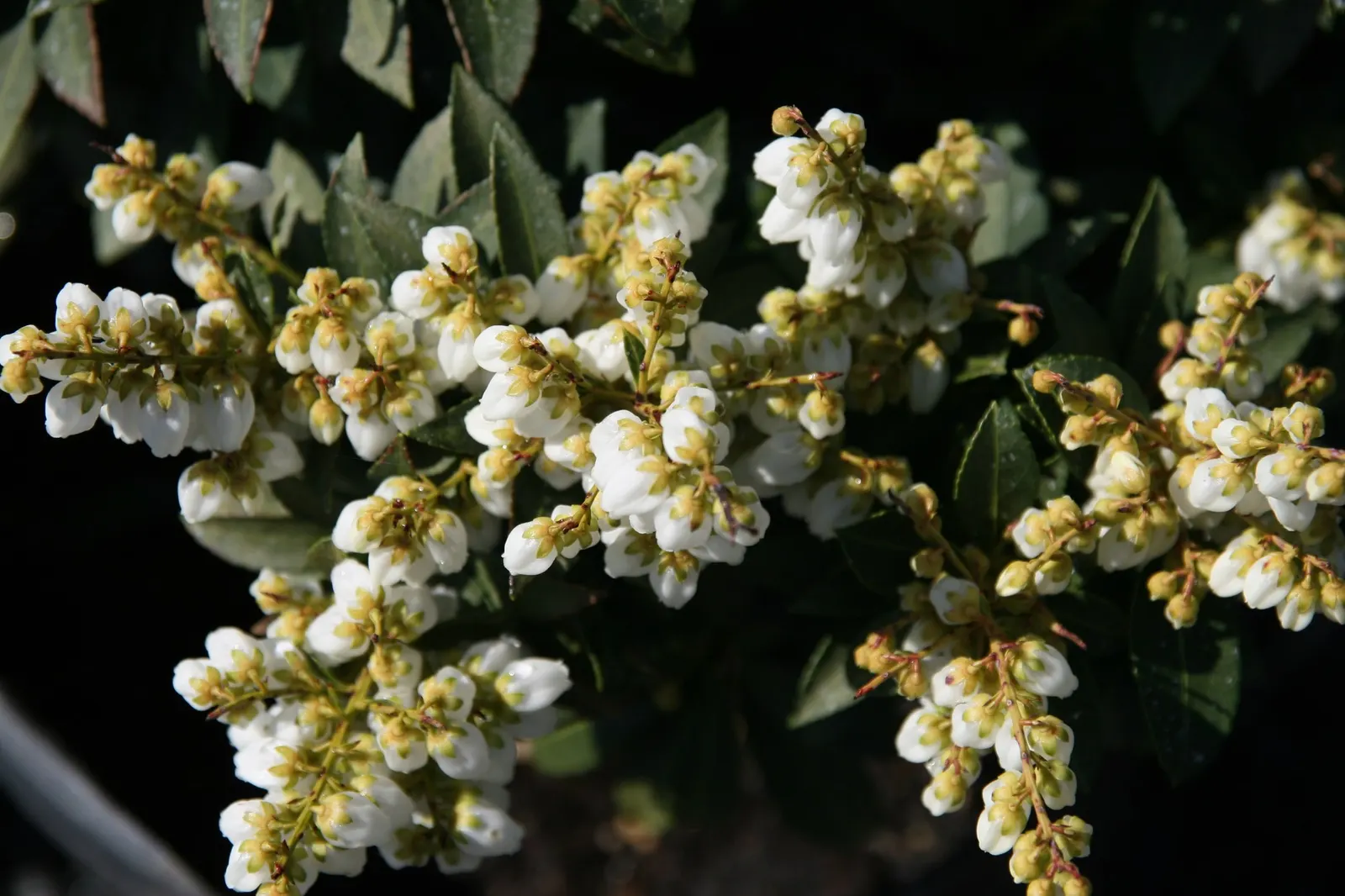Prelude Japanese Andromeda (Pieris Japonica 'Prelude') — white flowers cascade from the stems