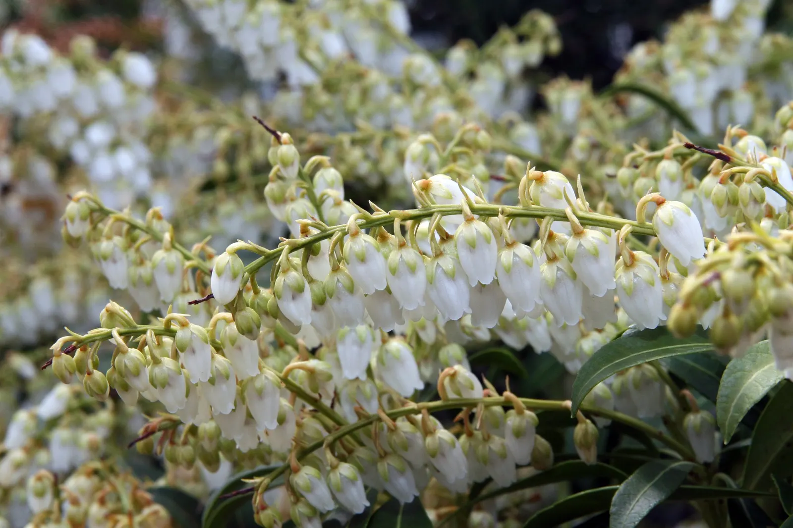 Prelude Japanese Andromeda (Pieris Japonica 'Prelude') — 'Prelude' maintains a dense