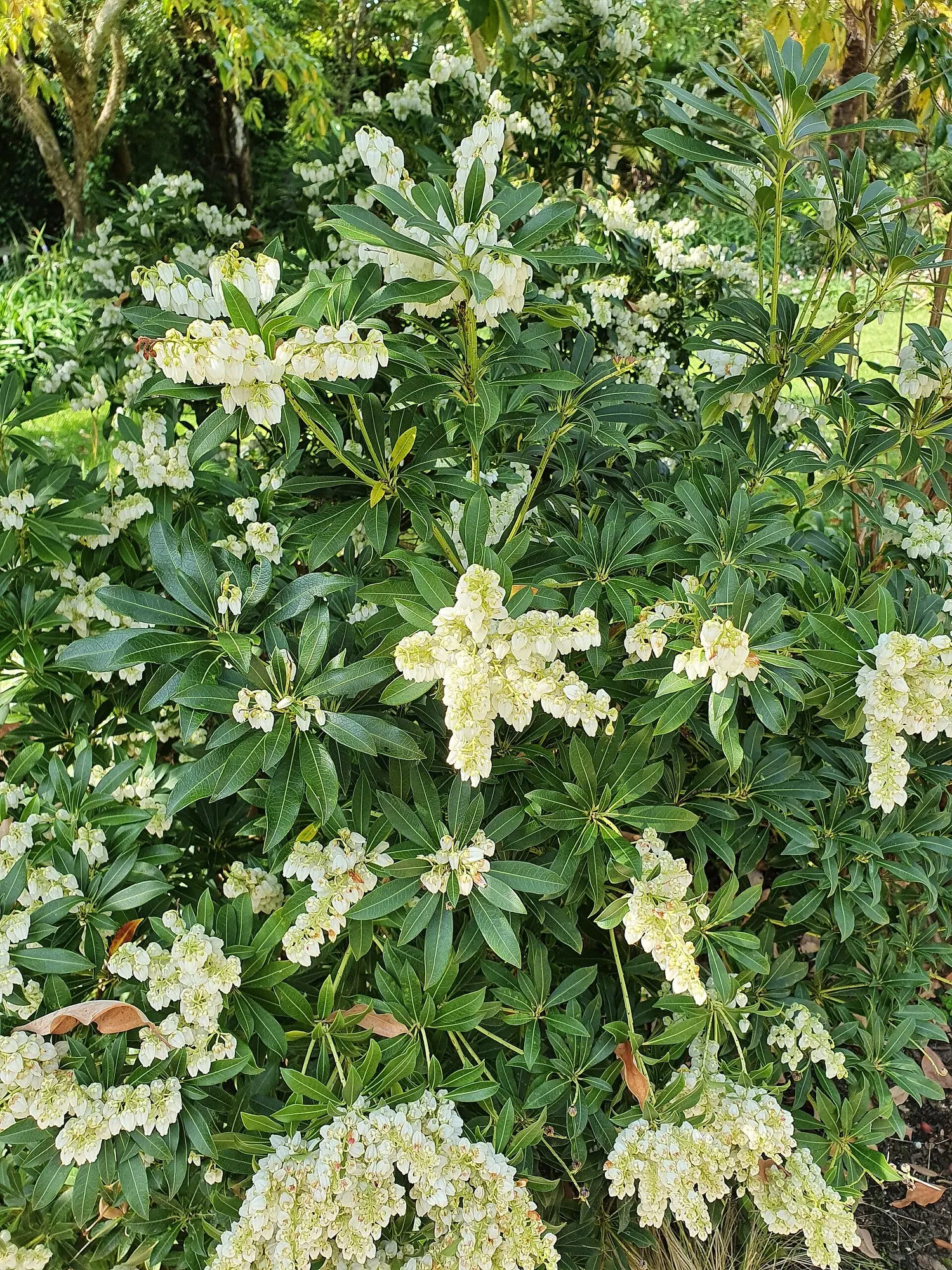 Prelude Japanese Andromeda (Pieris Japonica 'Prelude') — new growth emerges in an attractive bronze hue before maturing to deep green