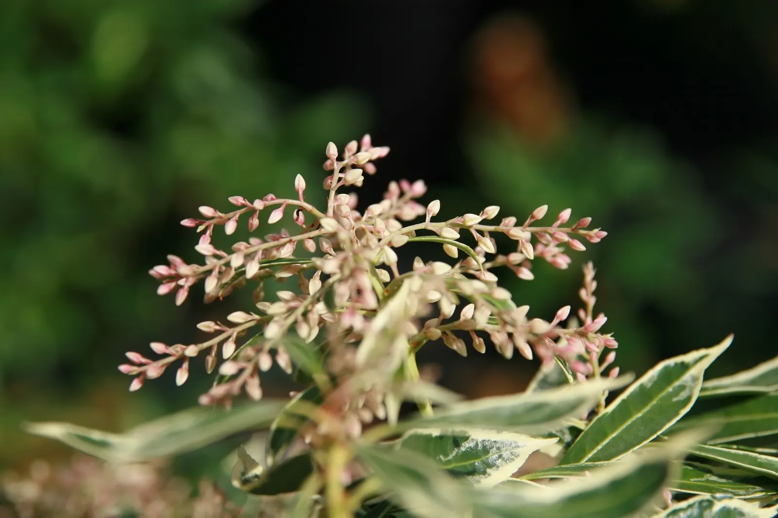 Prelude Japanese Andromeda (Pieris Japonica 'Prelude') — The Prelude Lily of the Valley