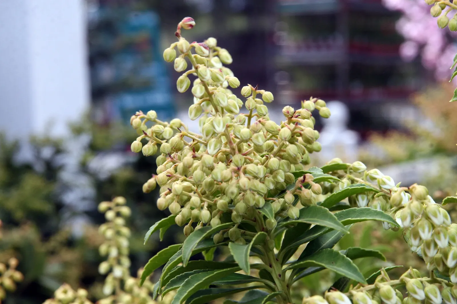 Prelude Japanese Andromeda (Pieris Japonica 'Prelude') — This particular cultivar is noted for its early spring performance when delicate panicles of