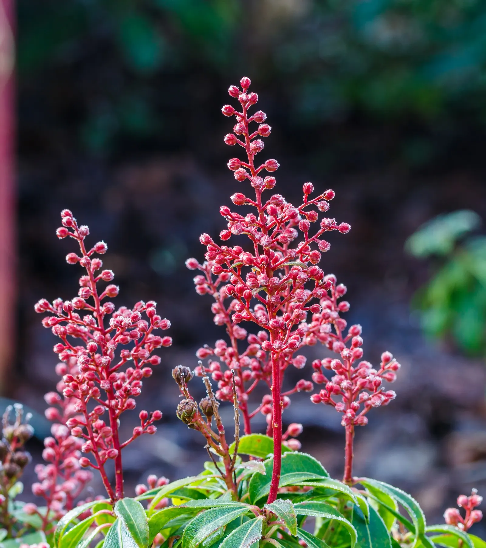 Prelude Japanese Andromeda (Pieris Japonica 'Prelude') — enhancing its visual appeal.<br><br>This Pieris japonica cultivar thrives in USDA Hardiness Zones 5