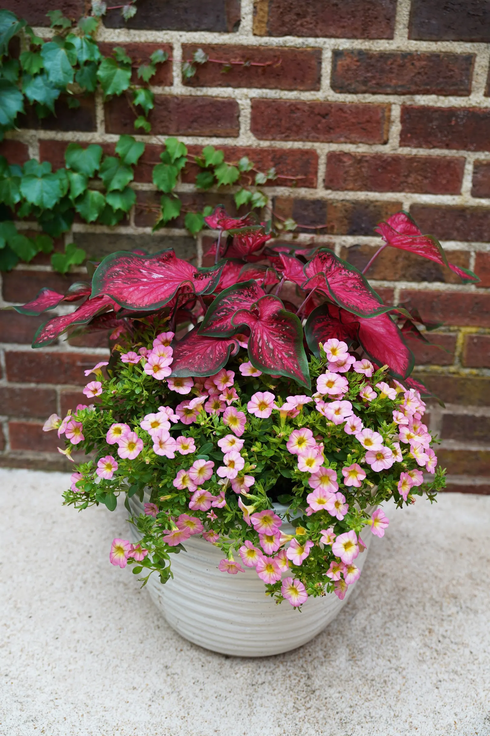Honeyberry™ Calibrachoa — it needs no deadheading and flowers until frost
