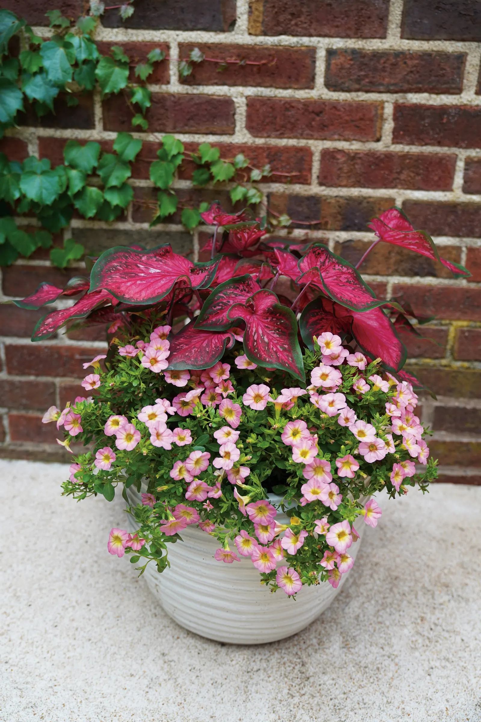 Honeyberry™ Calibrachoa — petunia-like blooms in soft pink and yellow over green foliage