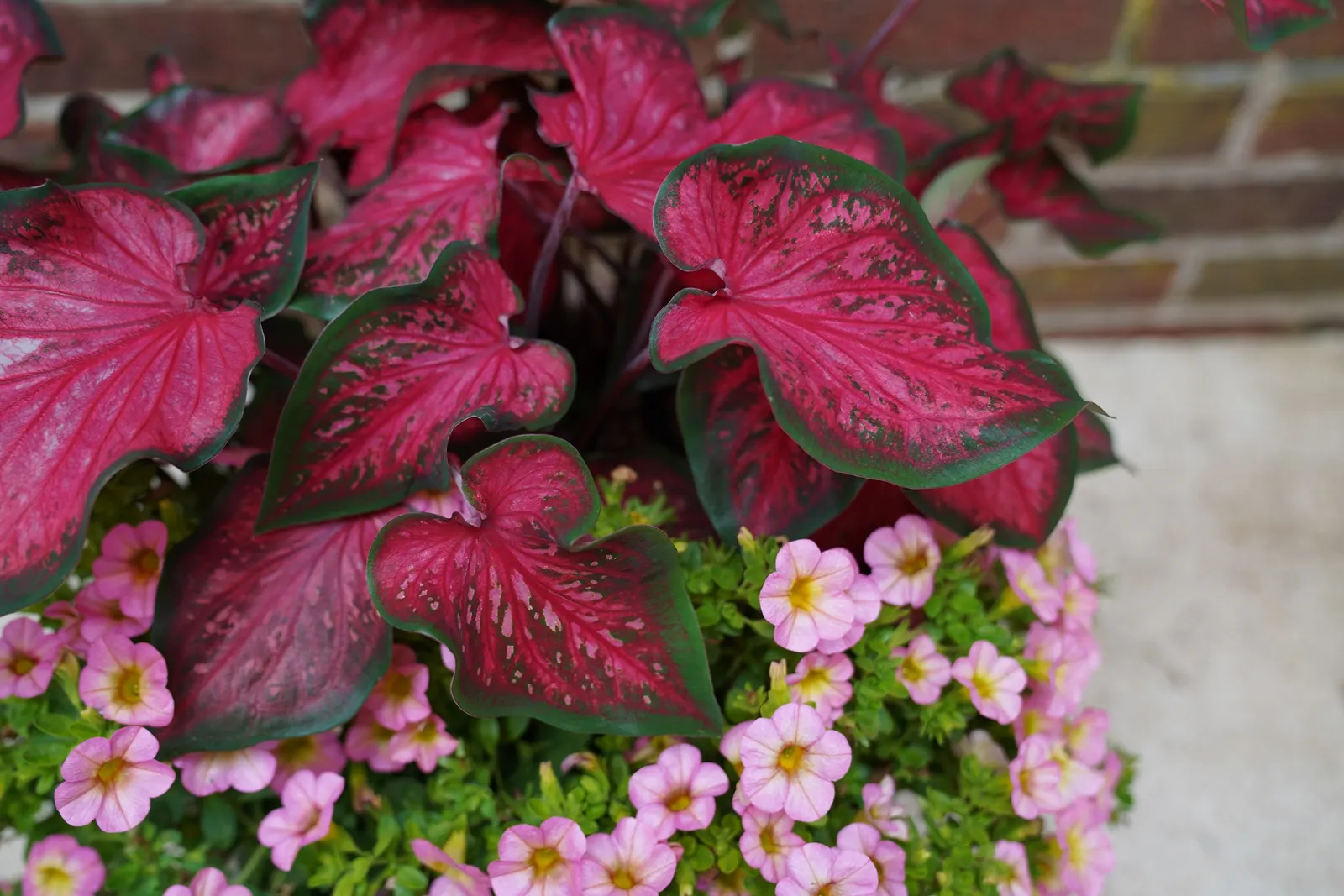 Honeyberry™ Calibrachoa — Part of the Proven Winners® Superbells® collection