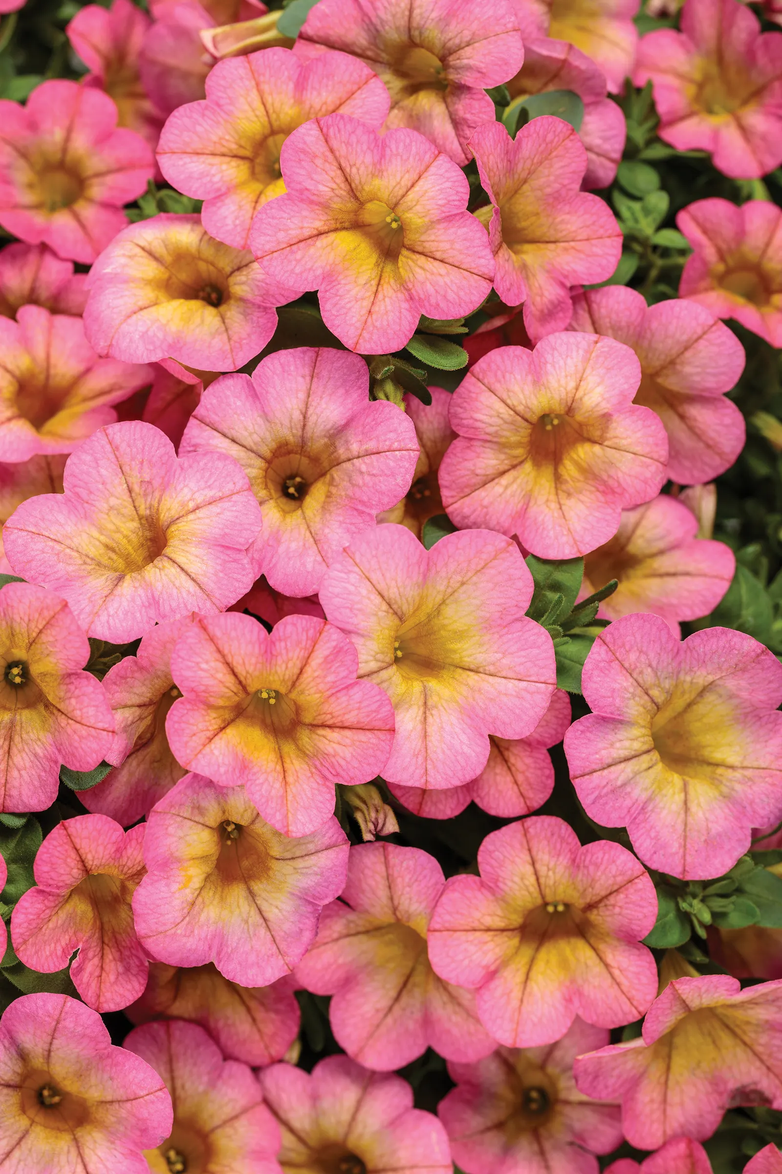 Honeyberry™ Calibrachoa — spilling gracefully over the edges of pots