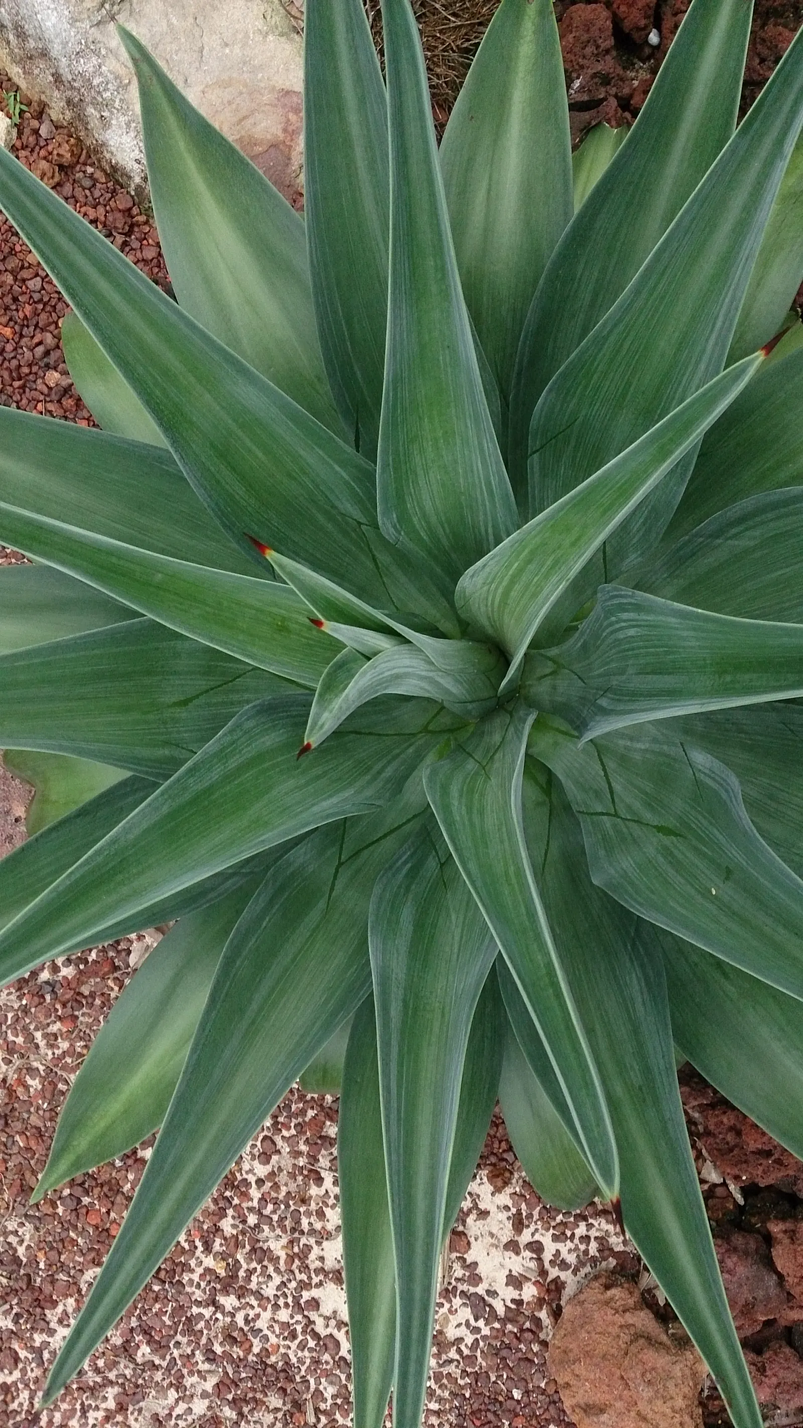 Smooth Agave (Agave Desmetiana) — This low-maintenance perennial reaches up to 3 feet in height and width