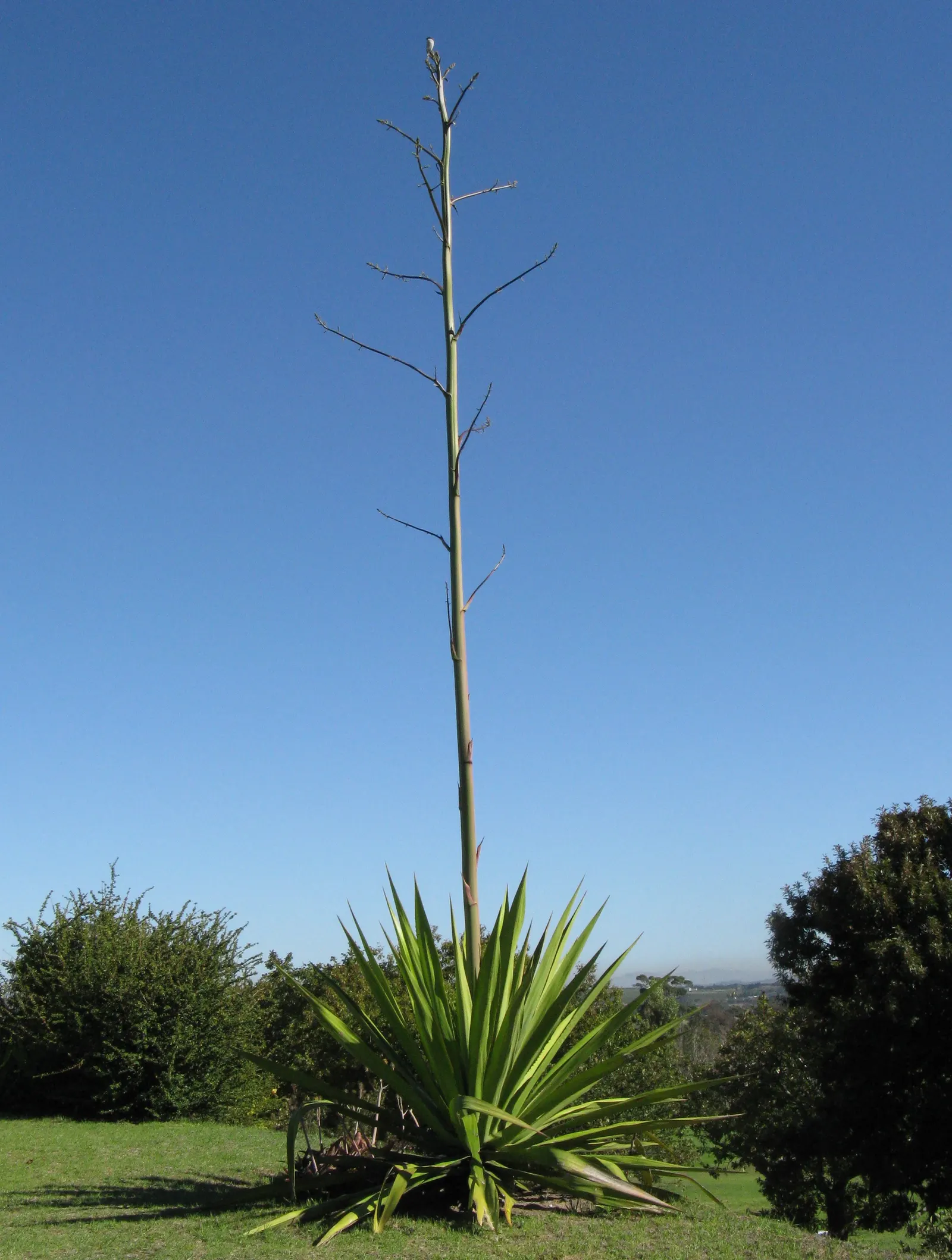 Smooth Agave (Agave Desmetiana) — It thrives in full sun and requires well-drained soil, making it ideal for warm, arid regions