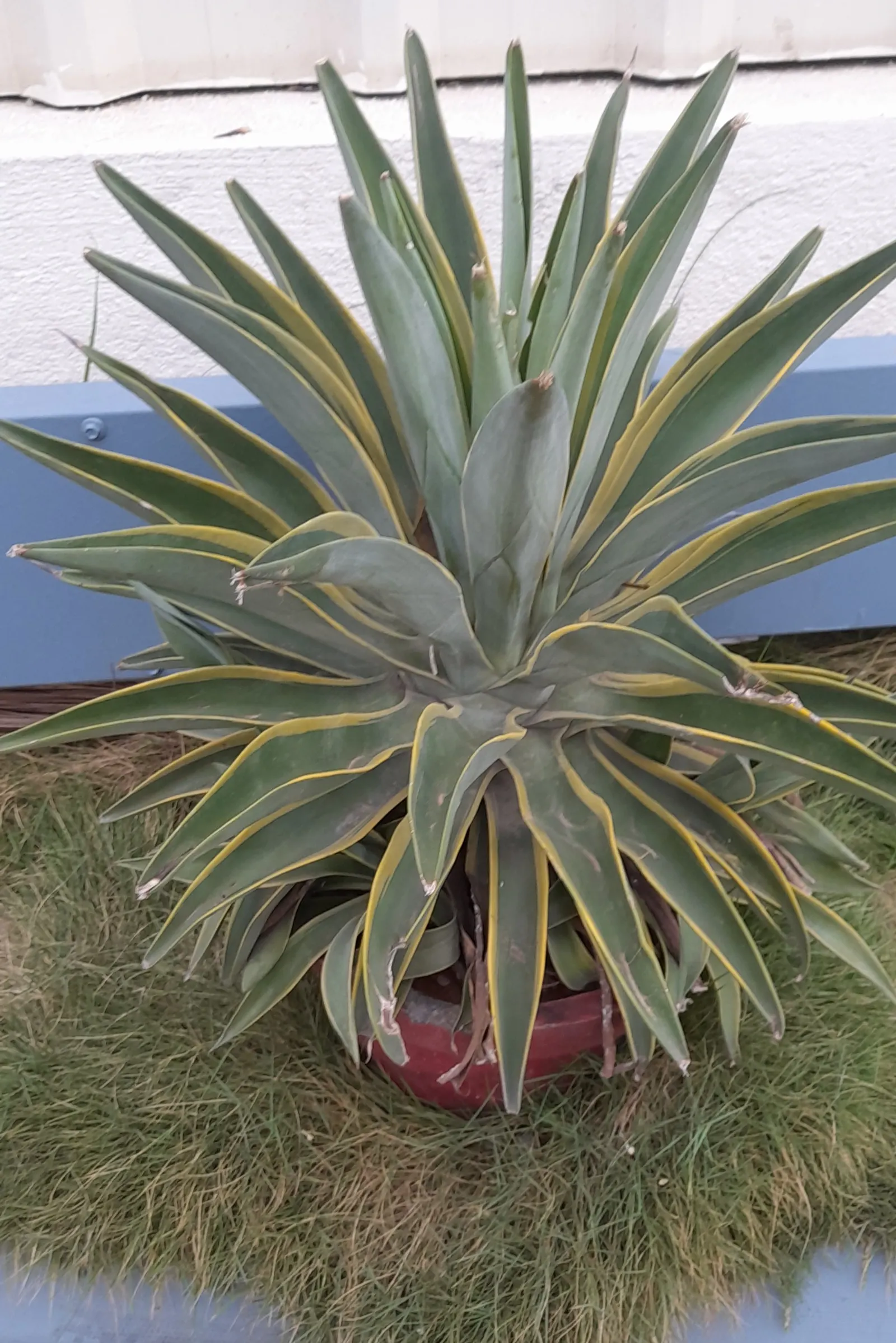 Smooth Agave (Agave Desmetiana) — Handle carefully due to sharp leaf tips