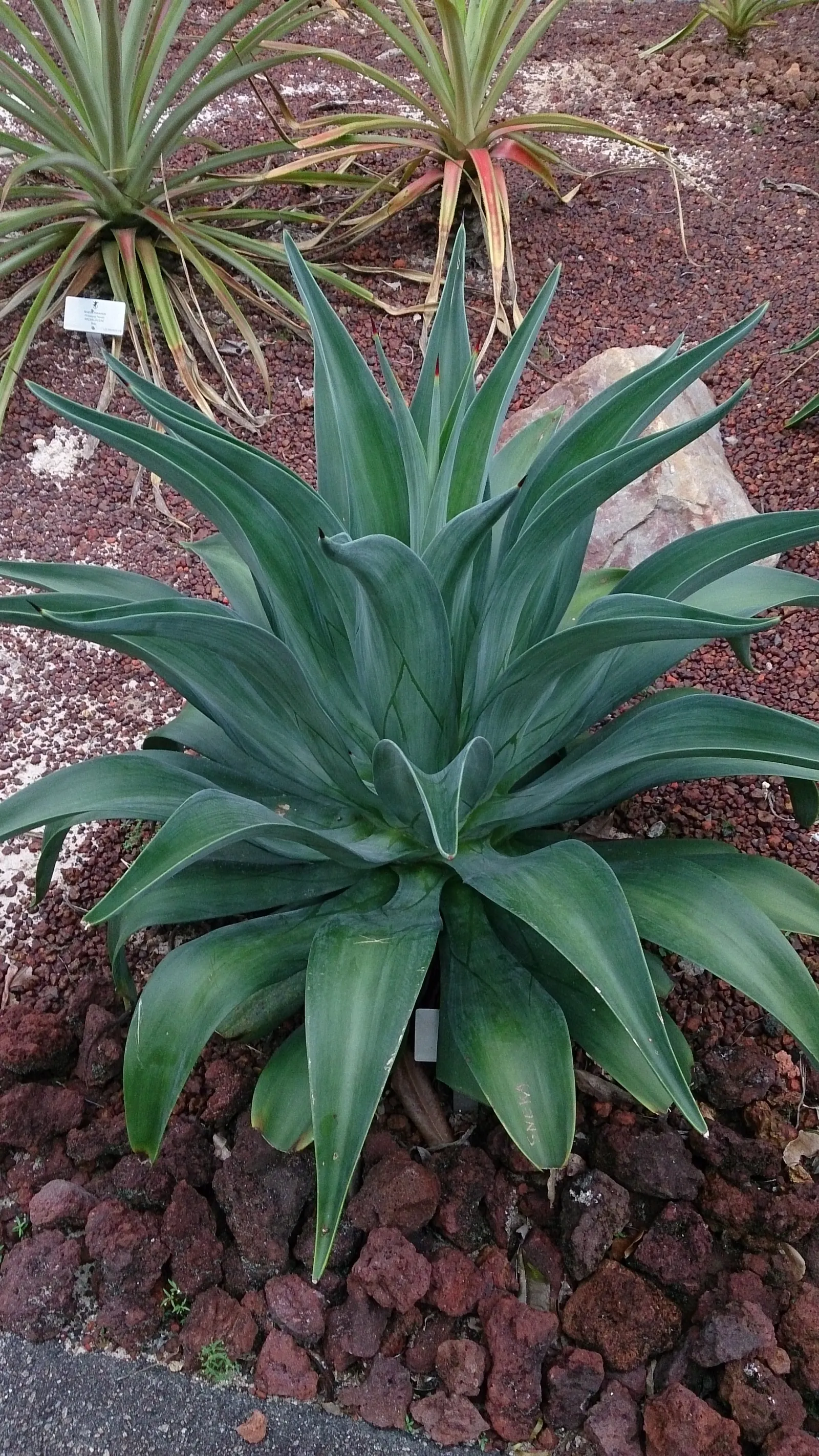 Smooth Agave (Agave Desmetiana) — adding striking texture and architectural beauty to xeriscapes