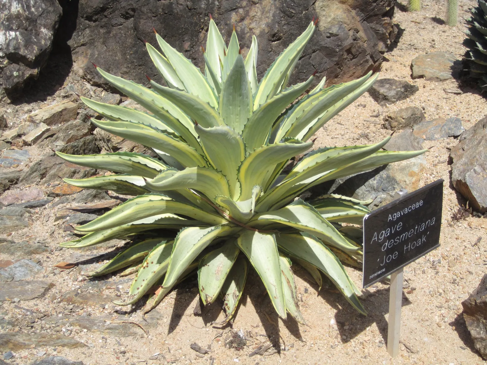 Smooth Agave (Agave Desmetiana) — This succulent perennial forms a gracefully symmetrical rosette of smooth