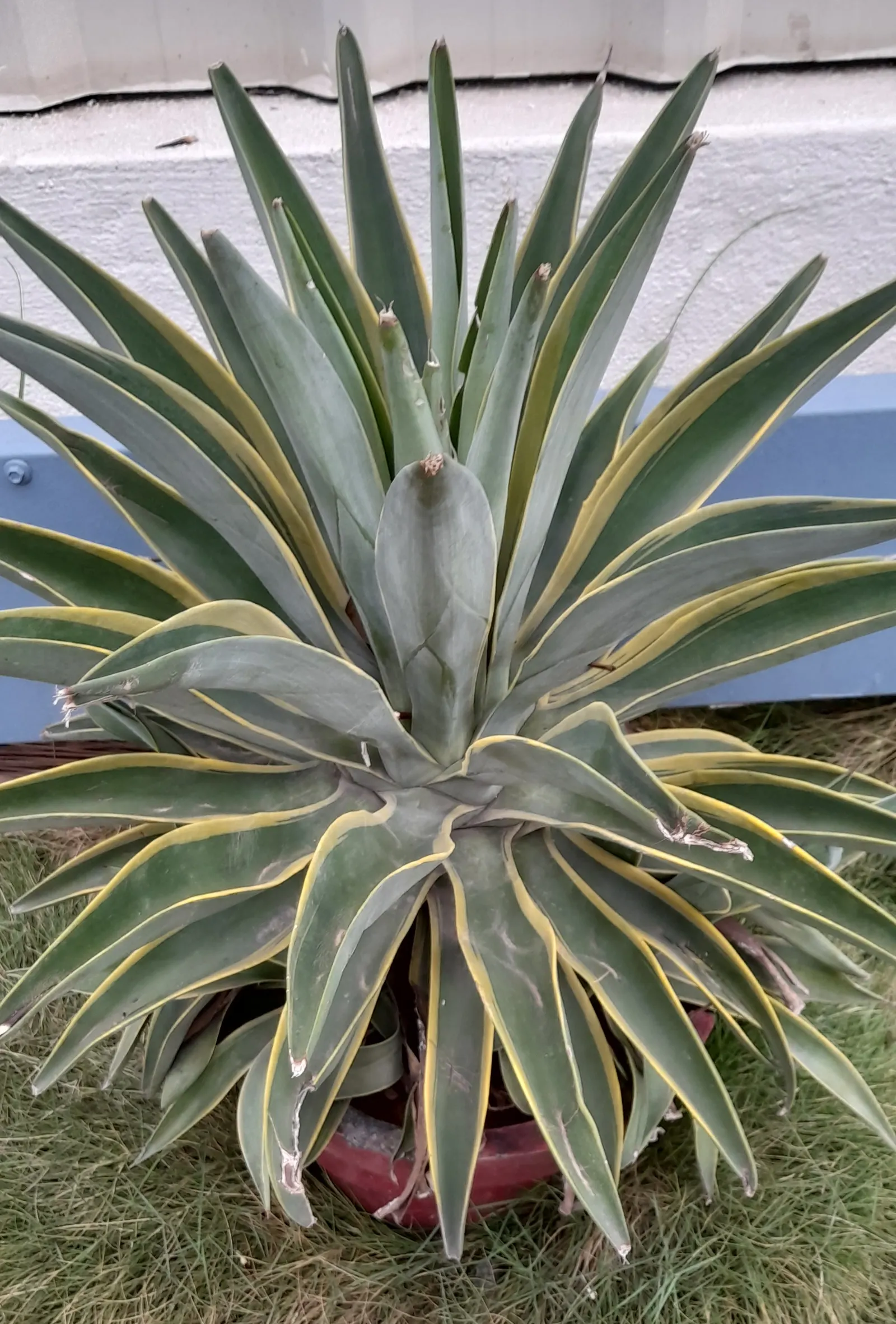 Smooth Agave (Agave Desmetiana) — scientifically known as Agave desmettiana