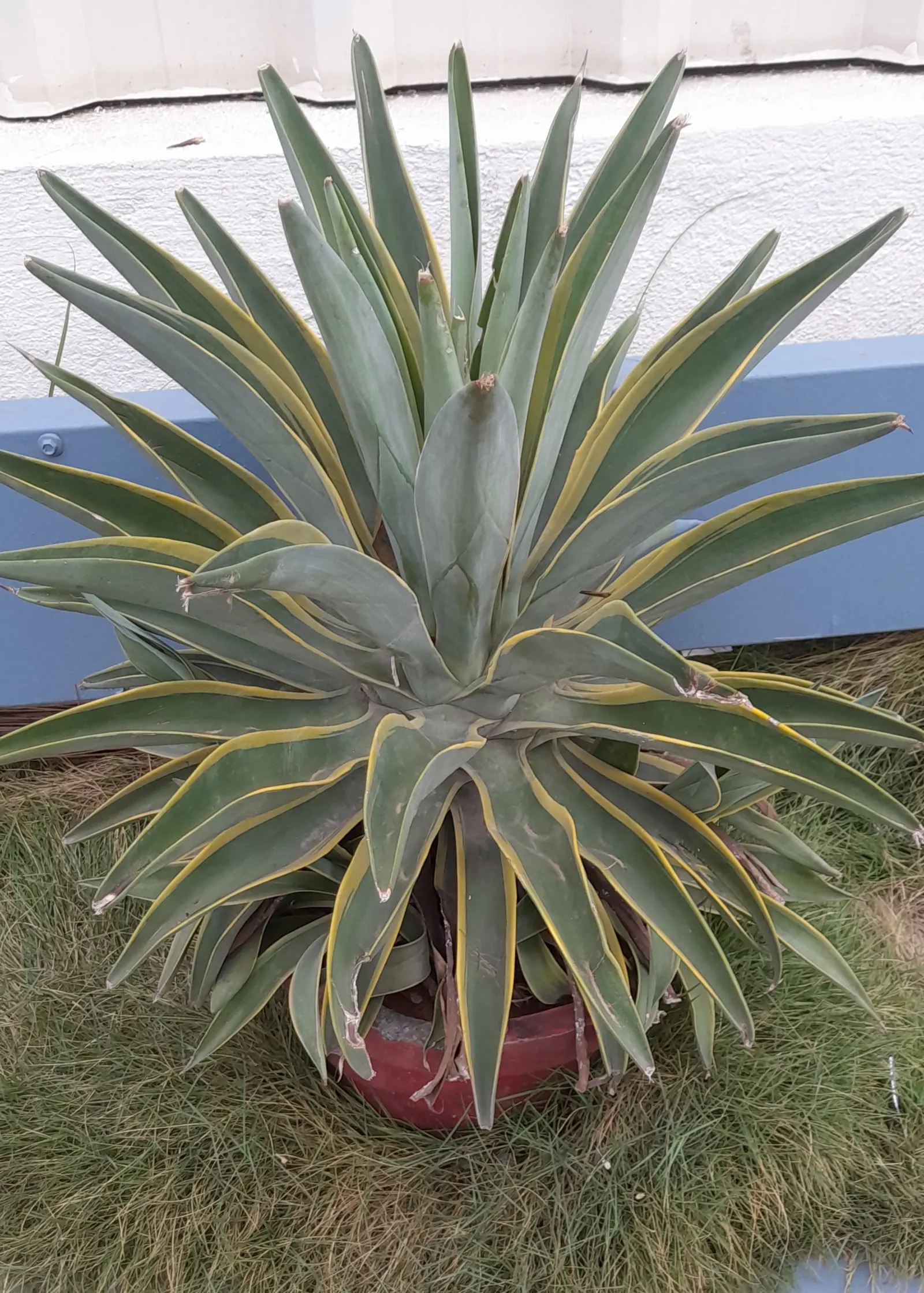 Smooth Agave (Agave Desmetiana) — Plant in zones 9-11 for optimal growth