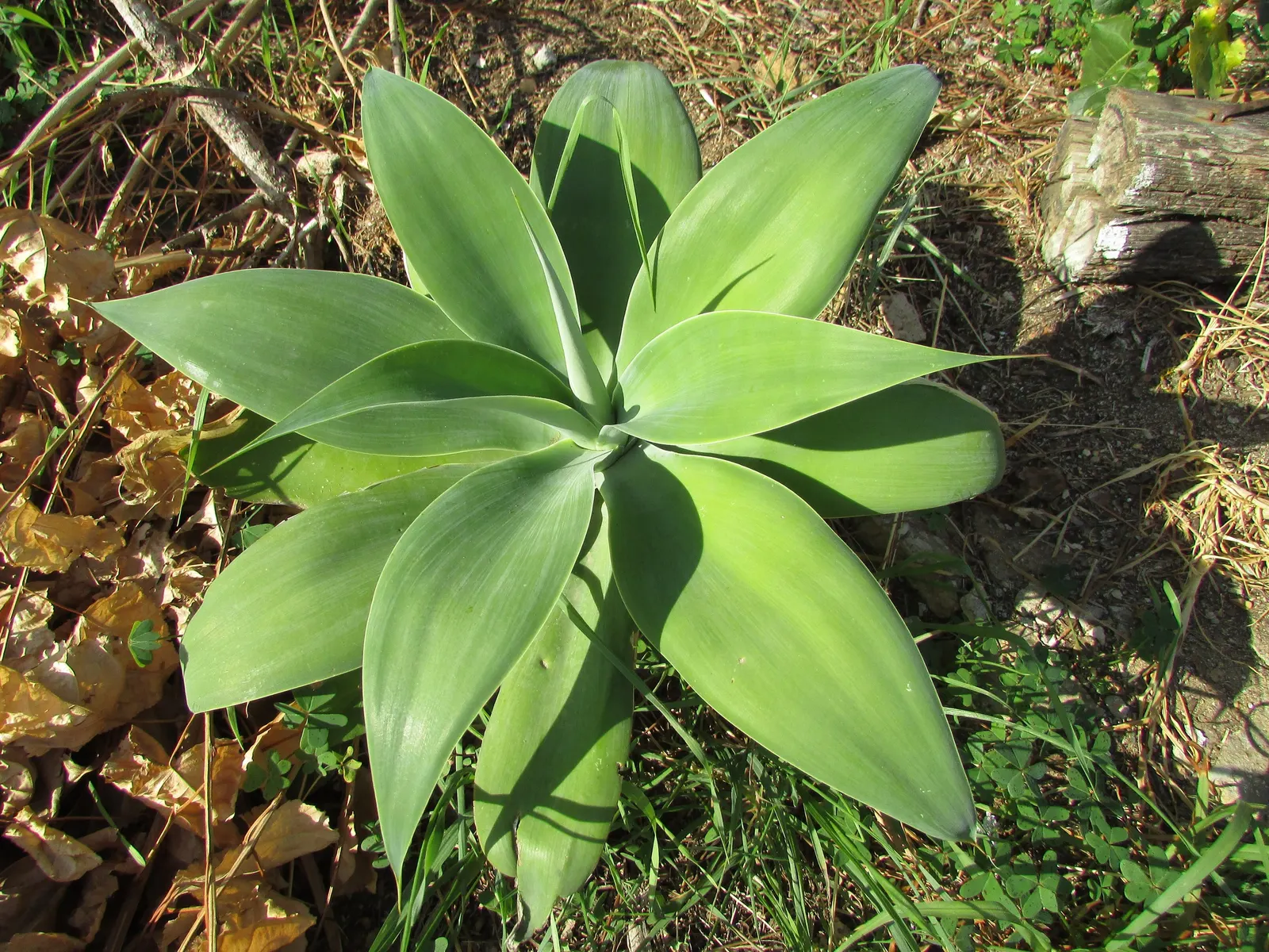 Smooth Agave (Agave Desmetiana) — each measuring approximately 2 to 3 feet in length and 4 to 6 inches in width