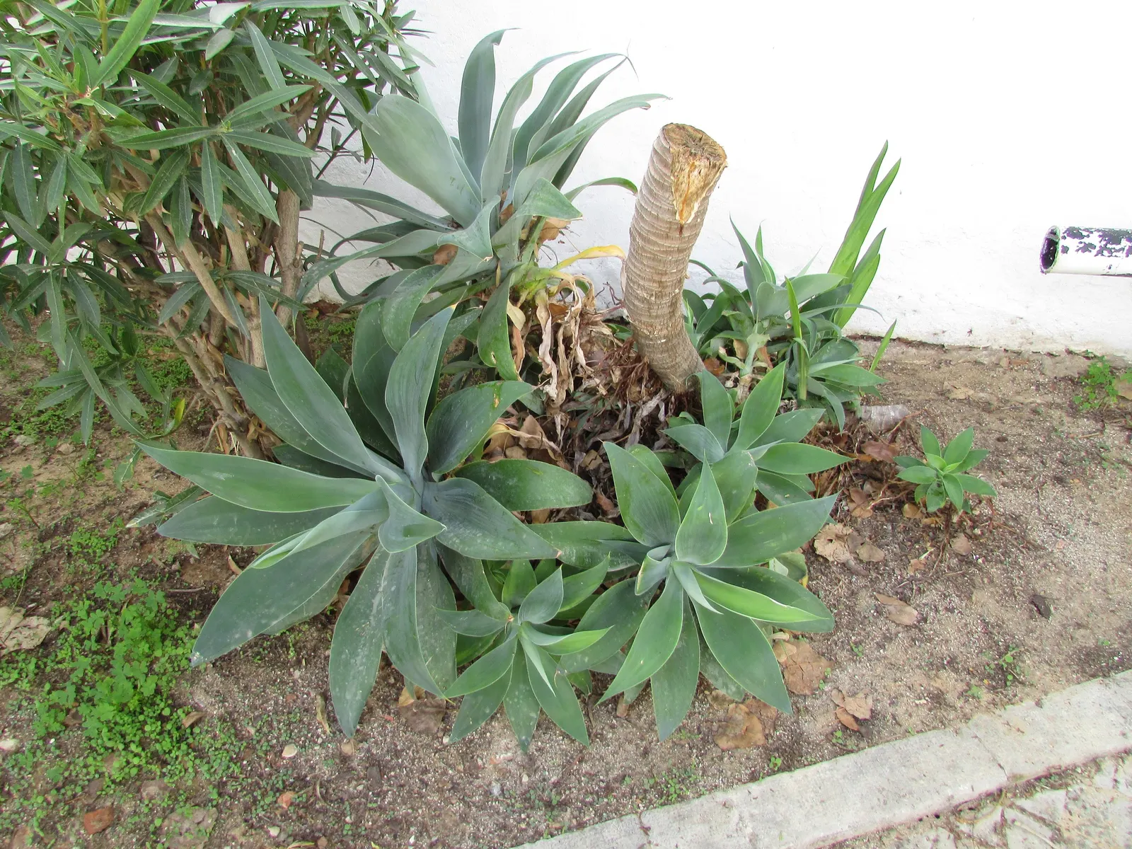 Smooth Agave (Agave Desmetiana) — spined green leaves with a reddish tinge