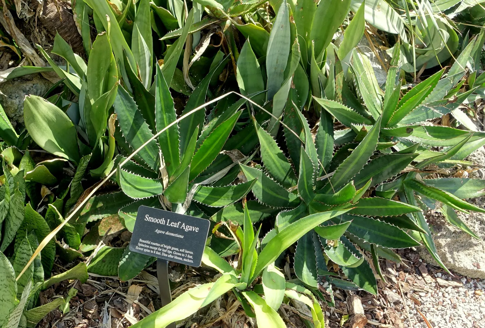Smooth Agave (Agave Desmetiana) — presents a striking addition to any landscape design