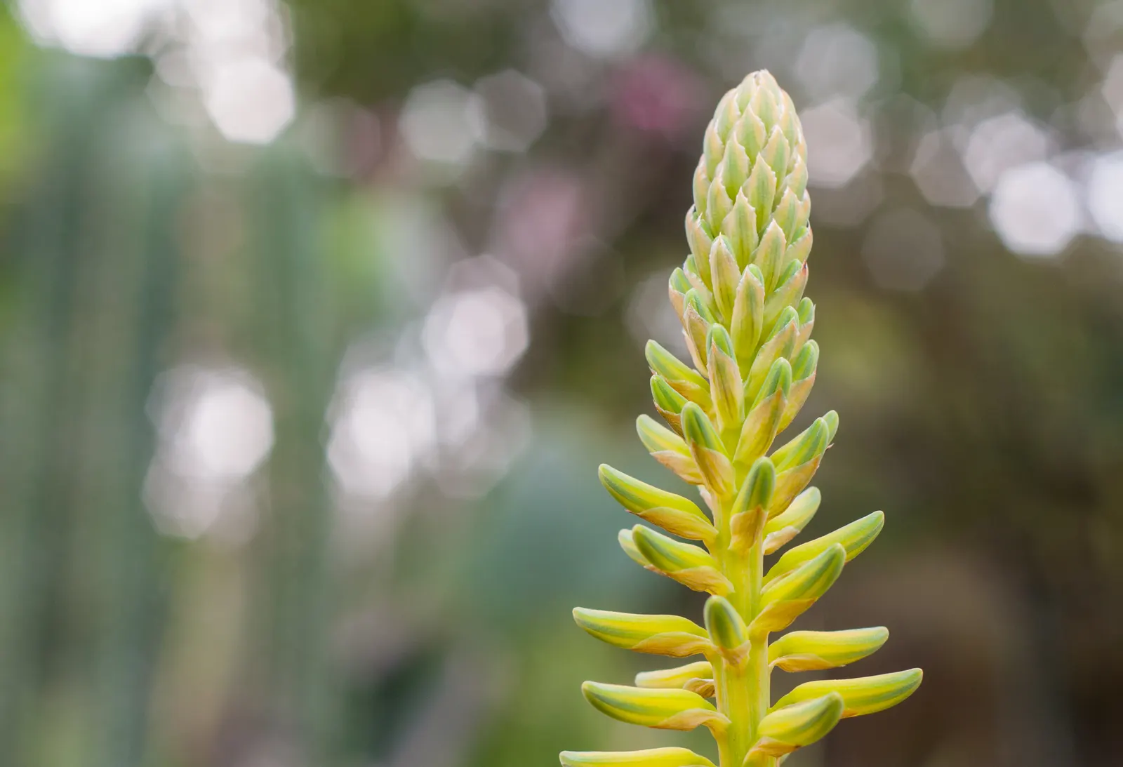 Smooth Agave (Agave Desmetiana) — Smooth Agave (Agave desmetiana) is a rosette-forming succulent featuring robust