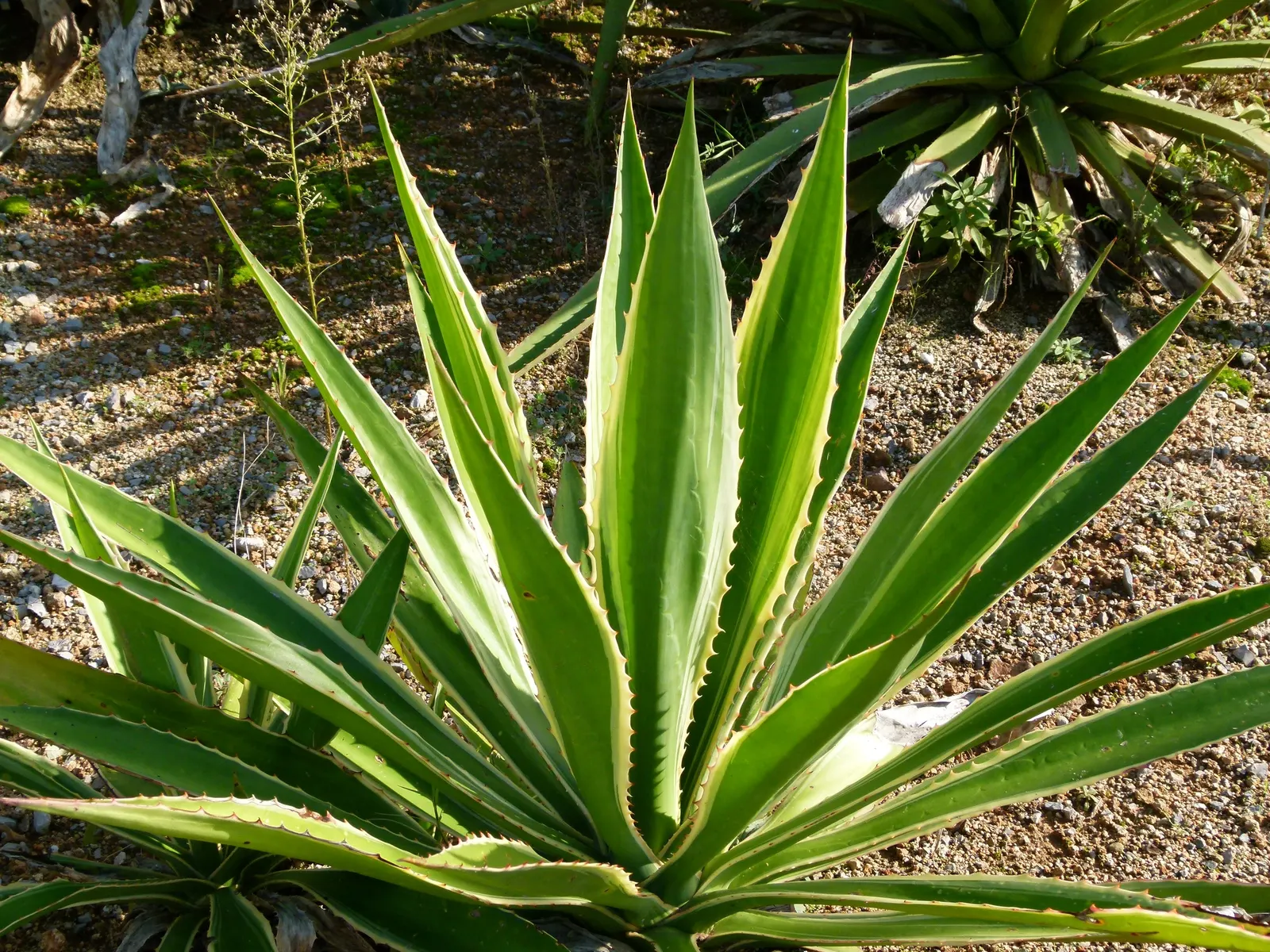 Smooth Agave (Agave Desmetiana) — particularly suited for xeriscaping and desert-themed gardens