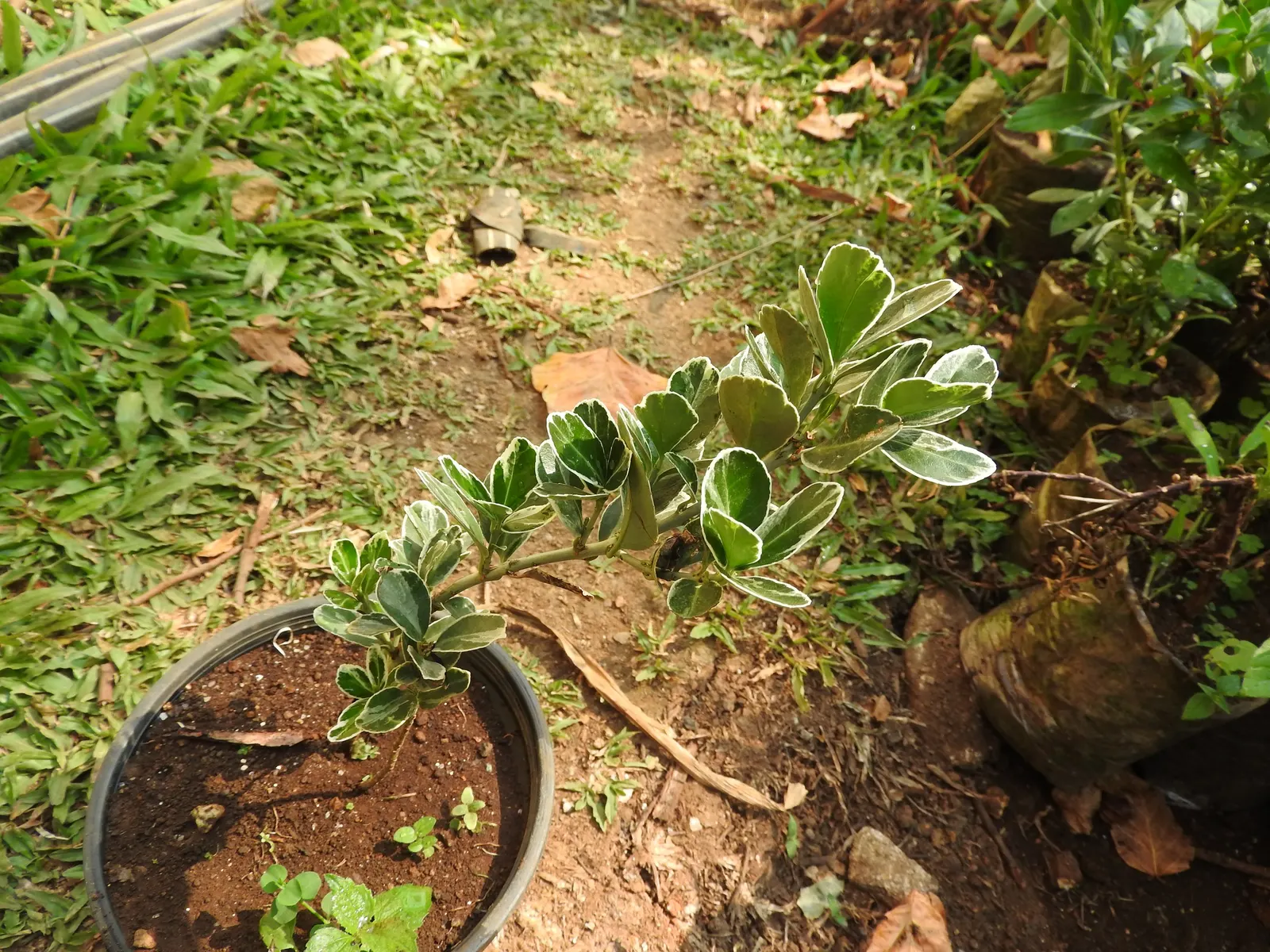 Variegated English Boxwood (Buxus Sempervirens 'Variegata') — This boxwood variant boasts a dense, rounded growth habit, reaching up to 5 feet in height and