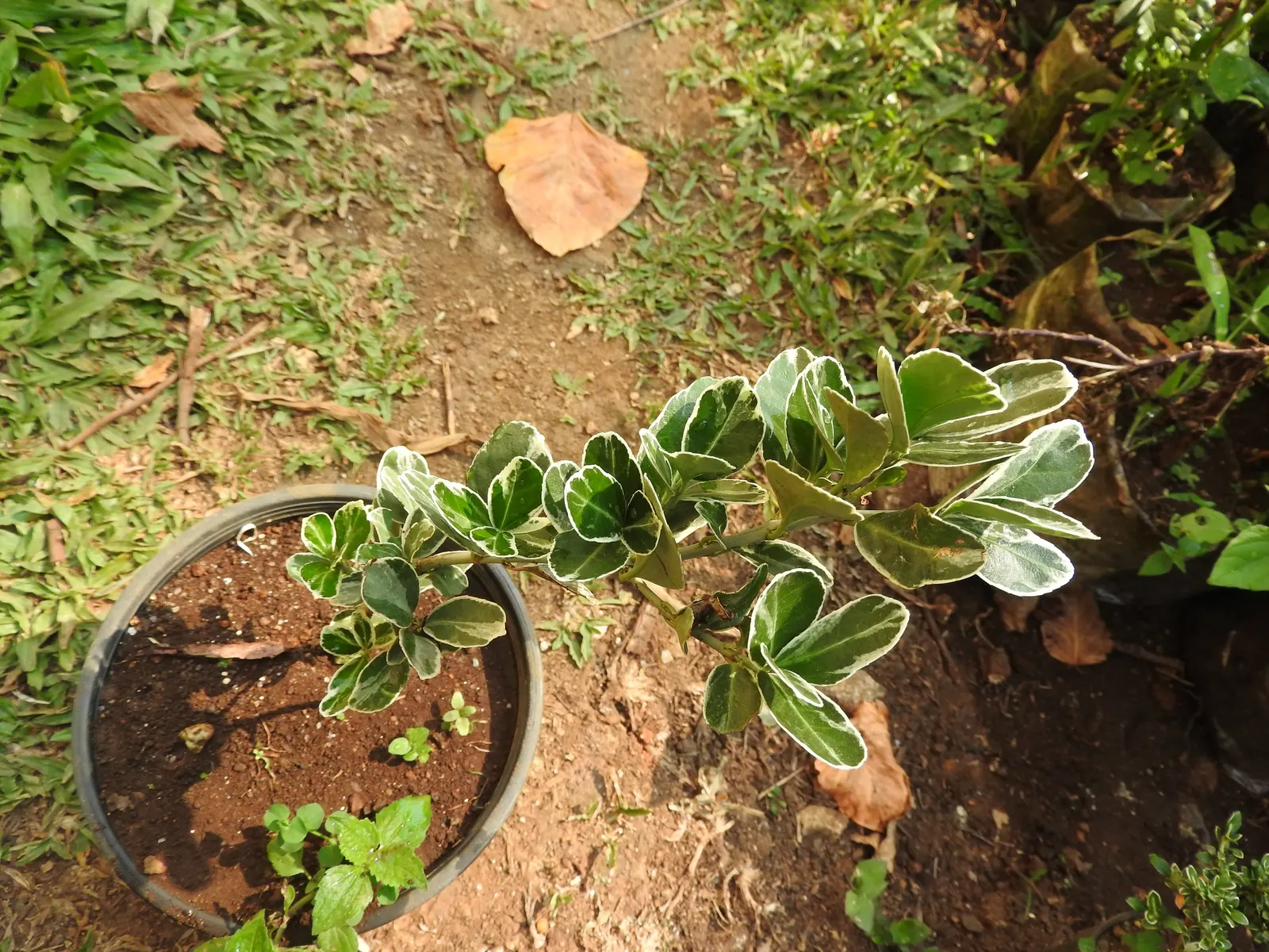 Variegated English Boxwood (Buxus Sempervirens 'Variegata') — is a striking evergreen shrub featuring creamy-white margins on glossy