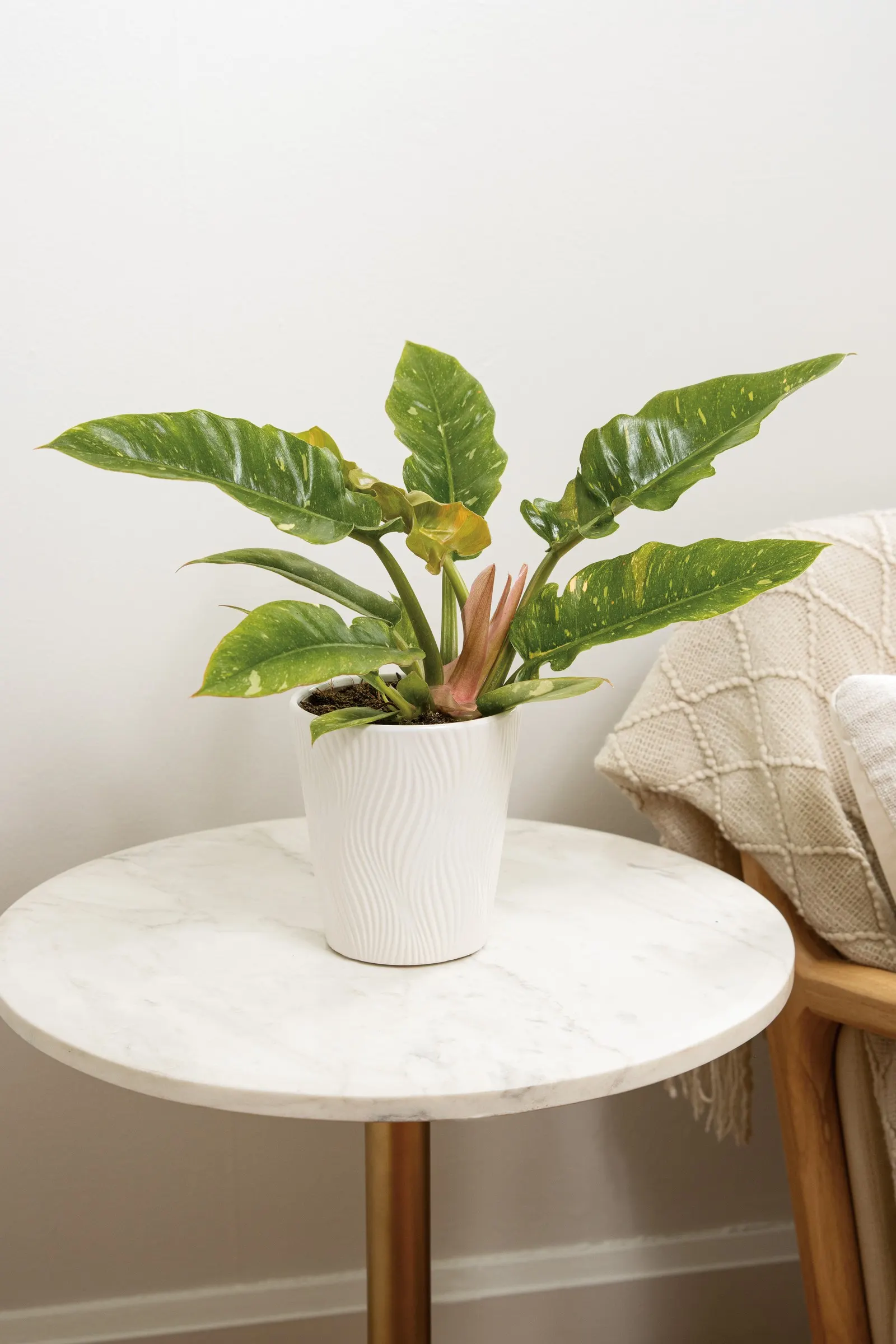 Golden Girl™ Ring of Fire (Philodendron hybrid) — The Philodendron hybrid is a tropical houseplant with glossy green