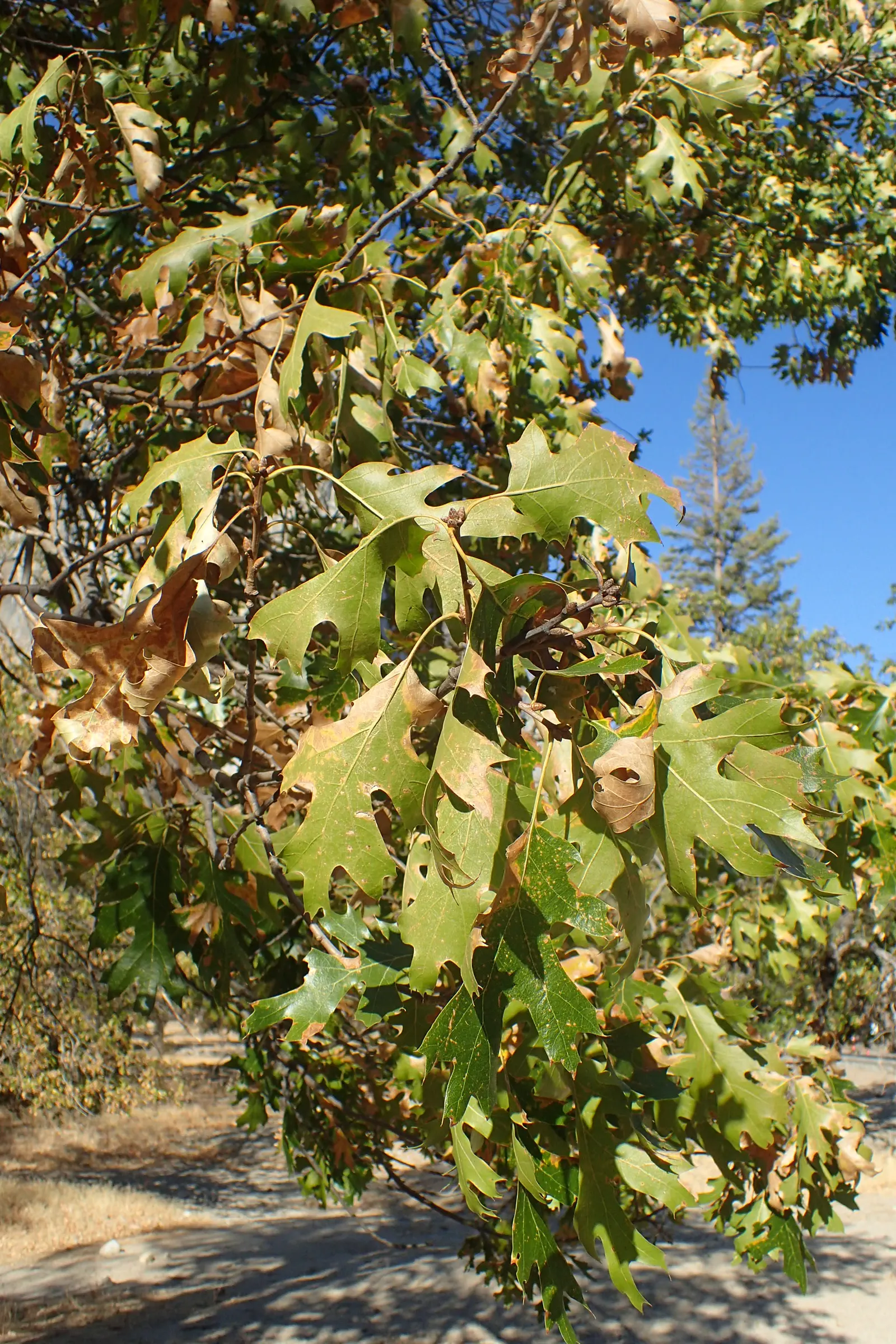 California Black Oak (Quercus Kelloggii) — blackish-grey providing textural interest and contrast throughout the year