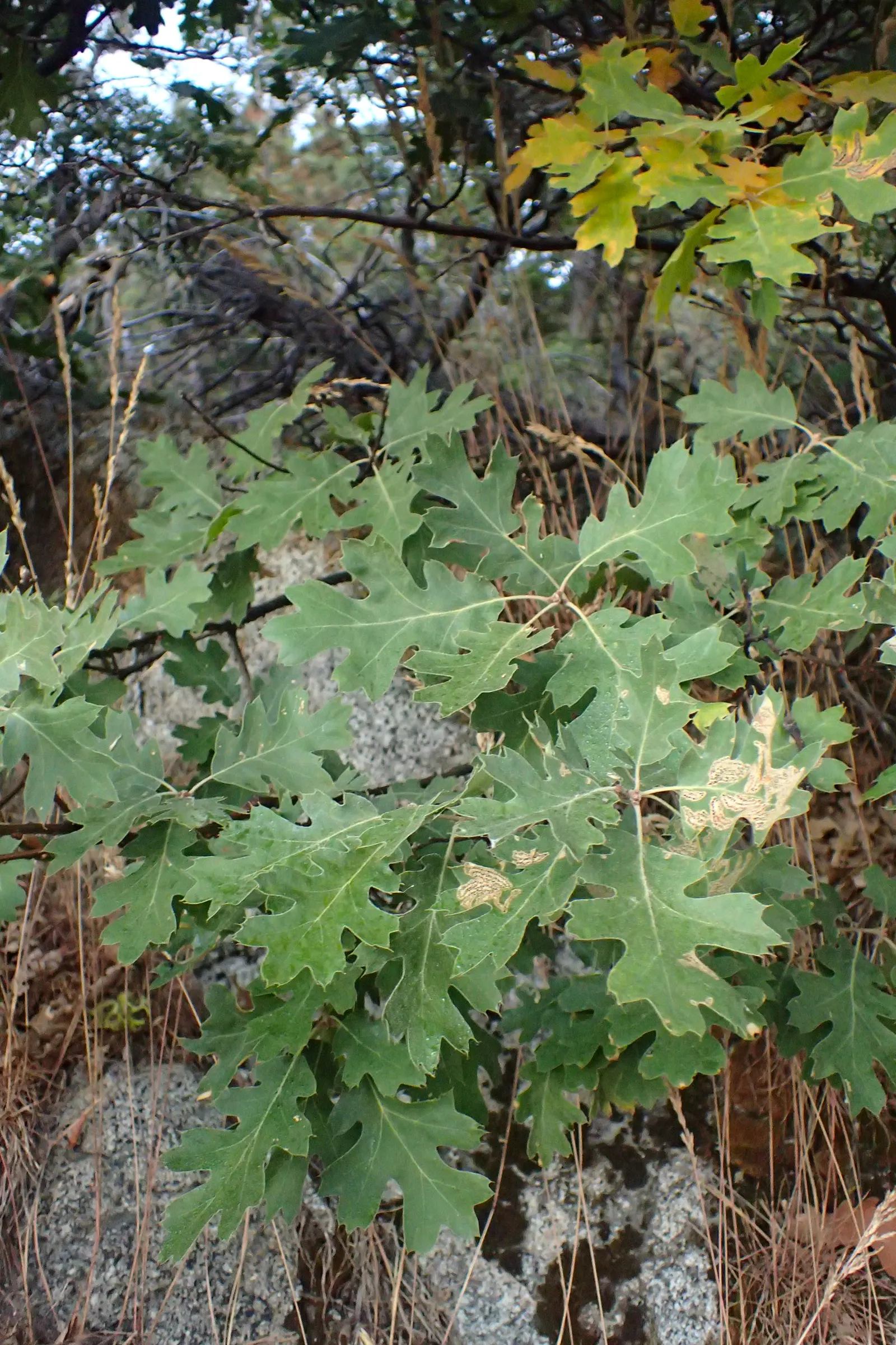 California Black Oak (Quercus Kelloggii) — is a majestic native species that contributes a robust character to both natural and landscaped settings