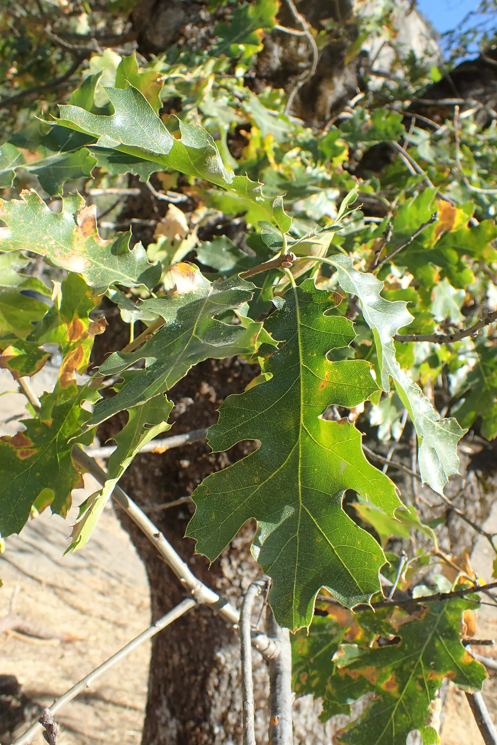 California Black Oak (Quercus Kelloggii) — careful consideration should be given to the planting location