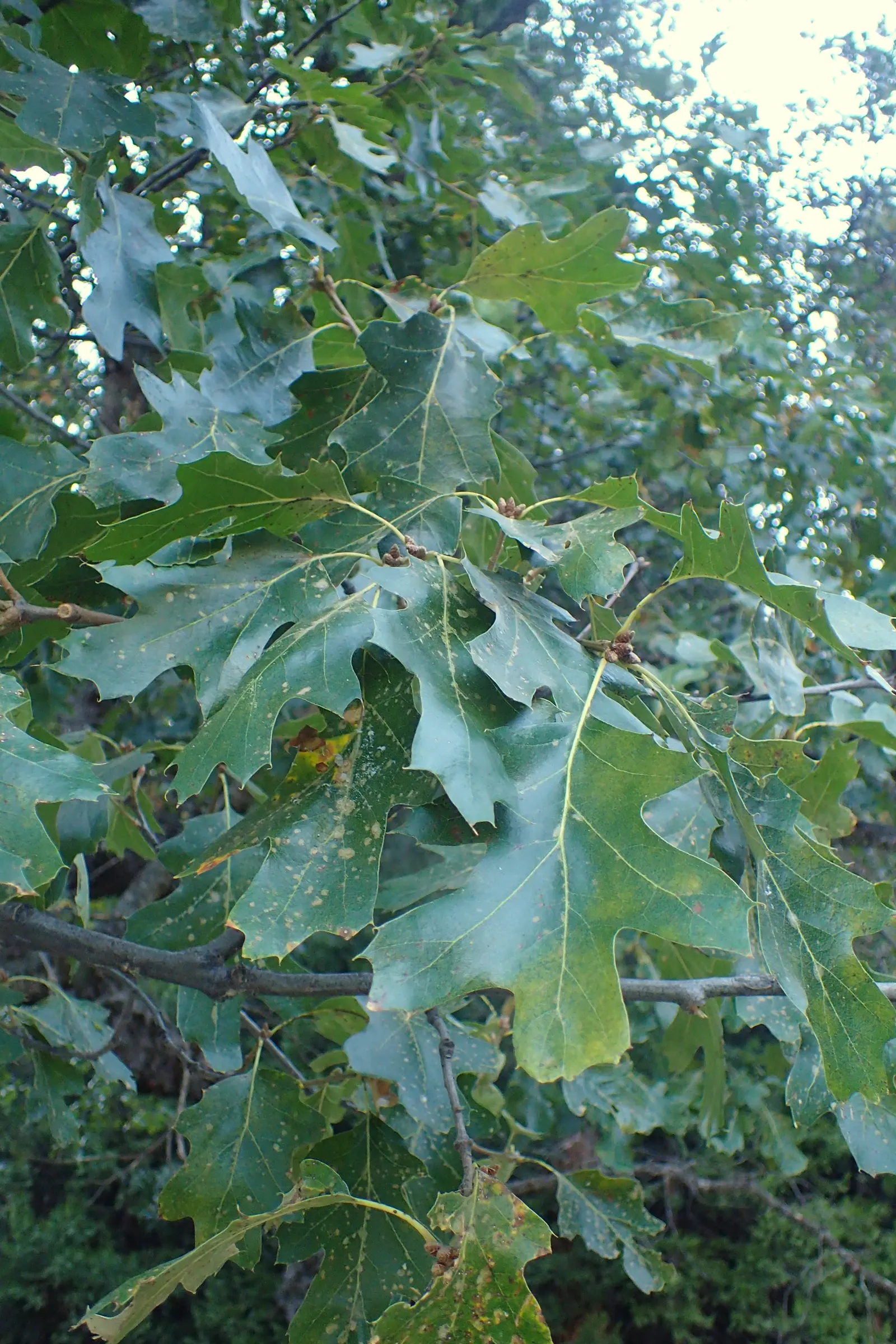 California Black Oak (Quercus Kelloggii) — Drought-tolerant once established, it prefers full sun and well-drained soils