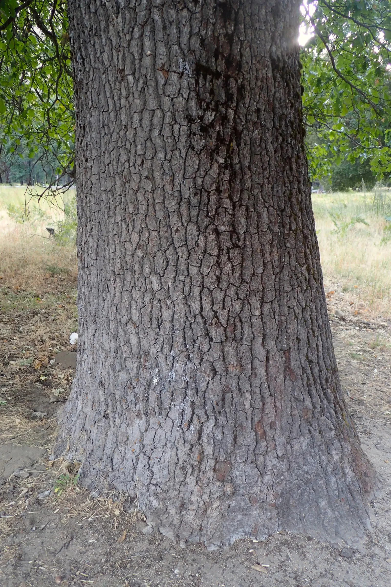 California Black Oak (Quercus Kelloggii) — and with its formidable stature