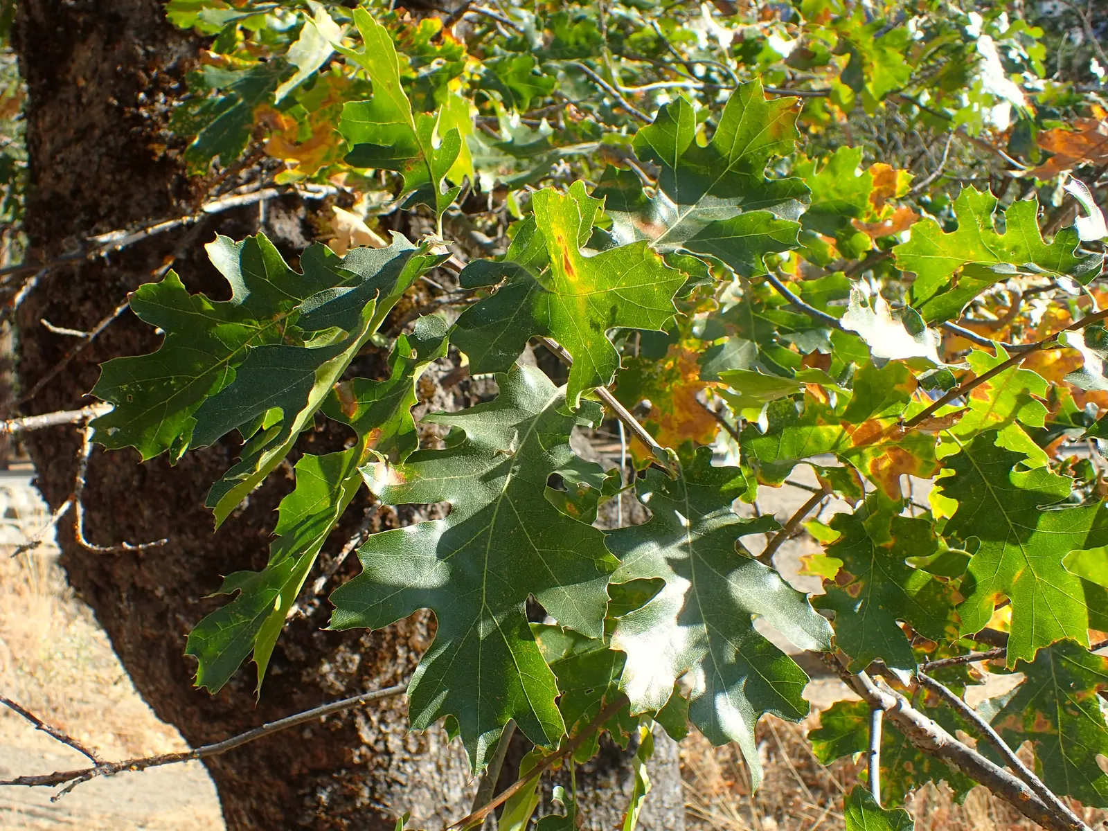 California Black Oak (Quercus Kelloggii) — Its growth rate is slow to moderate