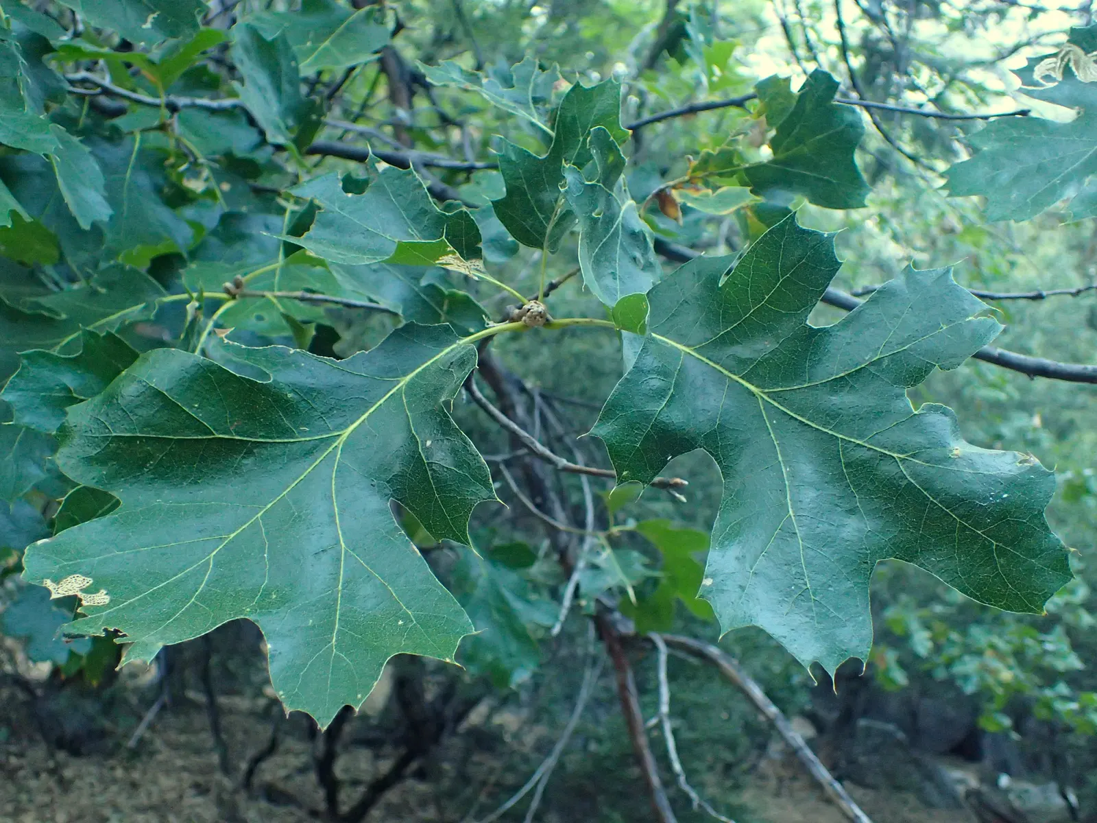 California Black Oak (Quercus Kelloggii) — This majestic oak features deeply lobed, green leaves turning vibrant yellow to orange in fall