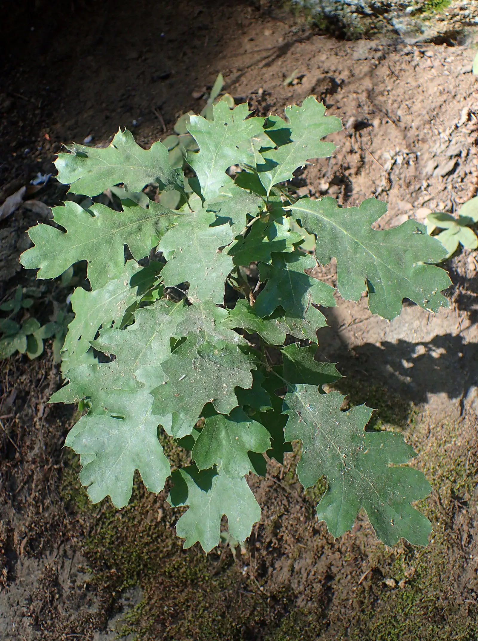 California Black Oak (Quercus Kelloggii) — Acorns are an important food source for local wildlife