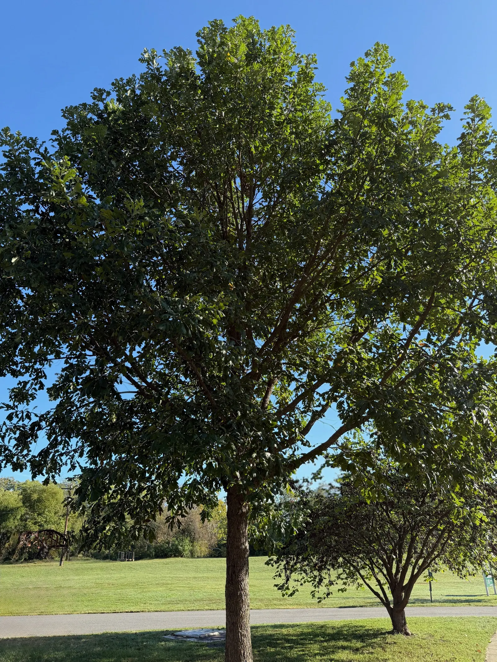 California Black Oak (Quercus Kelloggii) — which transform into a radiant display of yellow