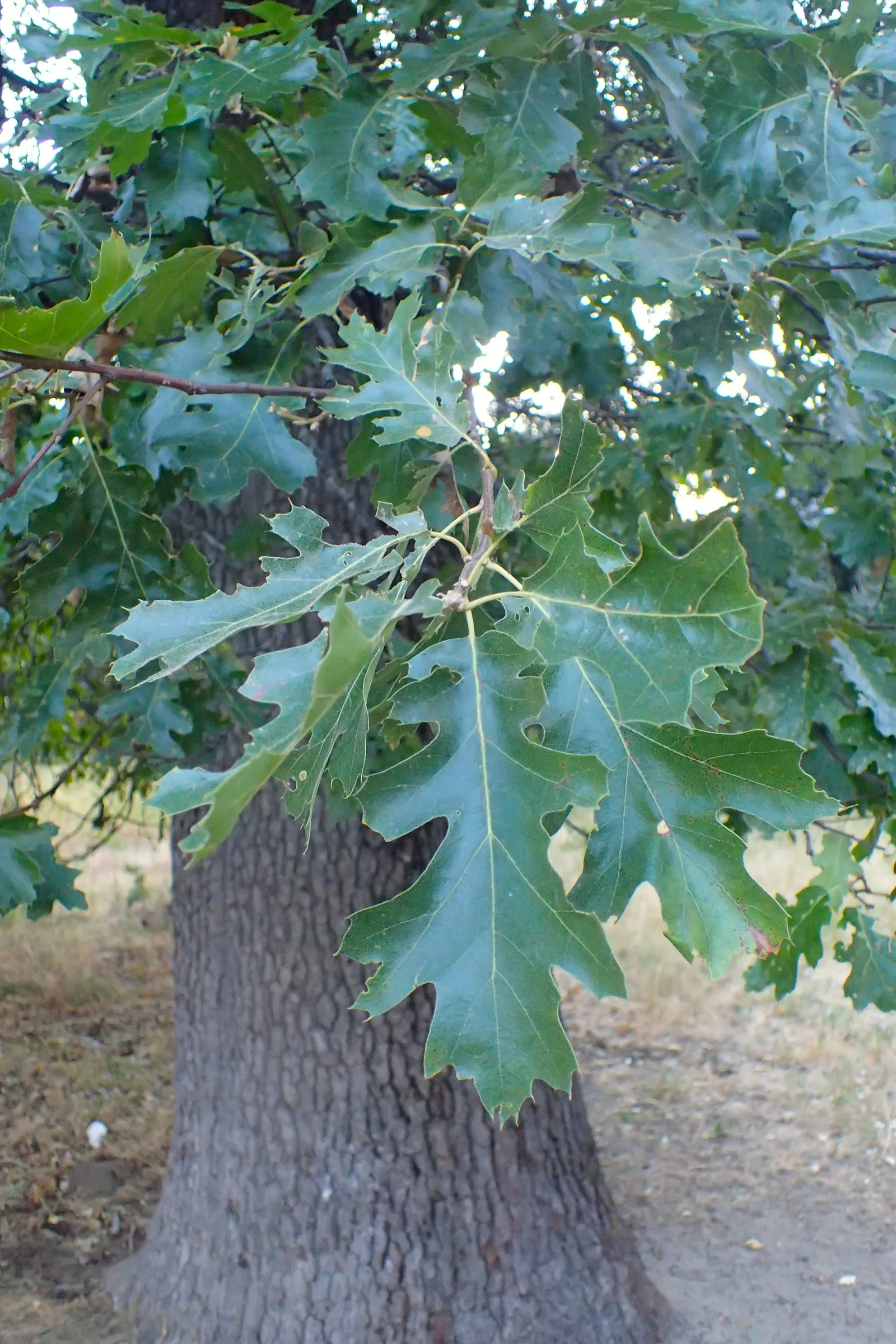 California Black Oak (Quercus Kelloggii) — preferring well-drained soils although it shows a remarkable adaptability to different soil types