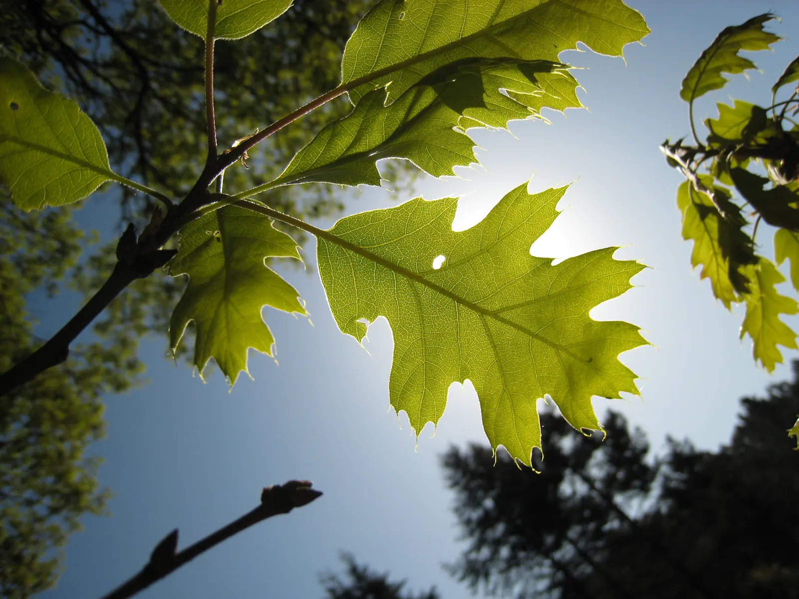 California Black Oak (Quercus Kelloggii) — and sometimes even red hues in the fall