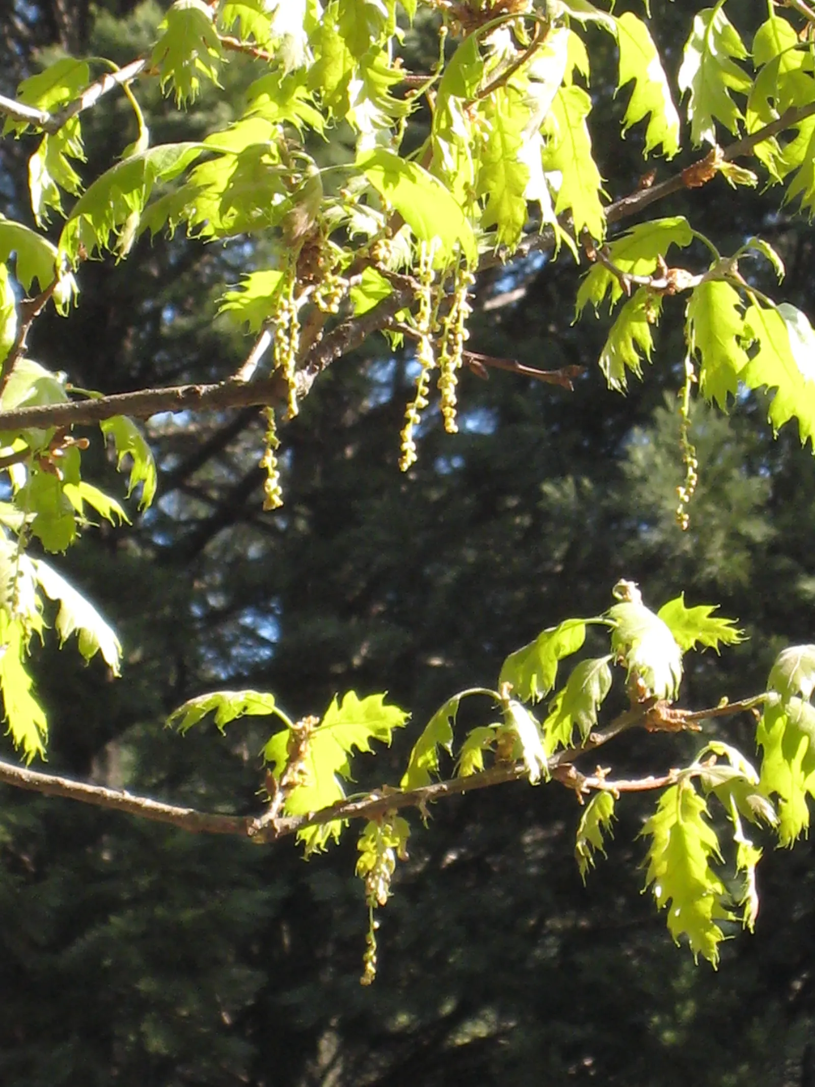 California Black Oak (Quercus Kelloggii) — This deciduous tree is distinguished by its deeply lobed green leaves