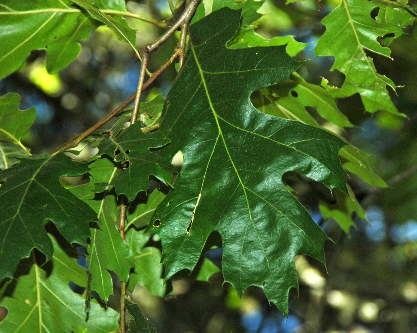 California Black Oak (Quercus Kelloggii) — scientifically known as Quercus kelloggii