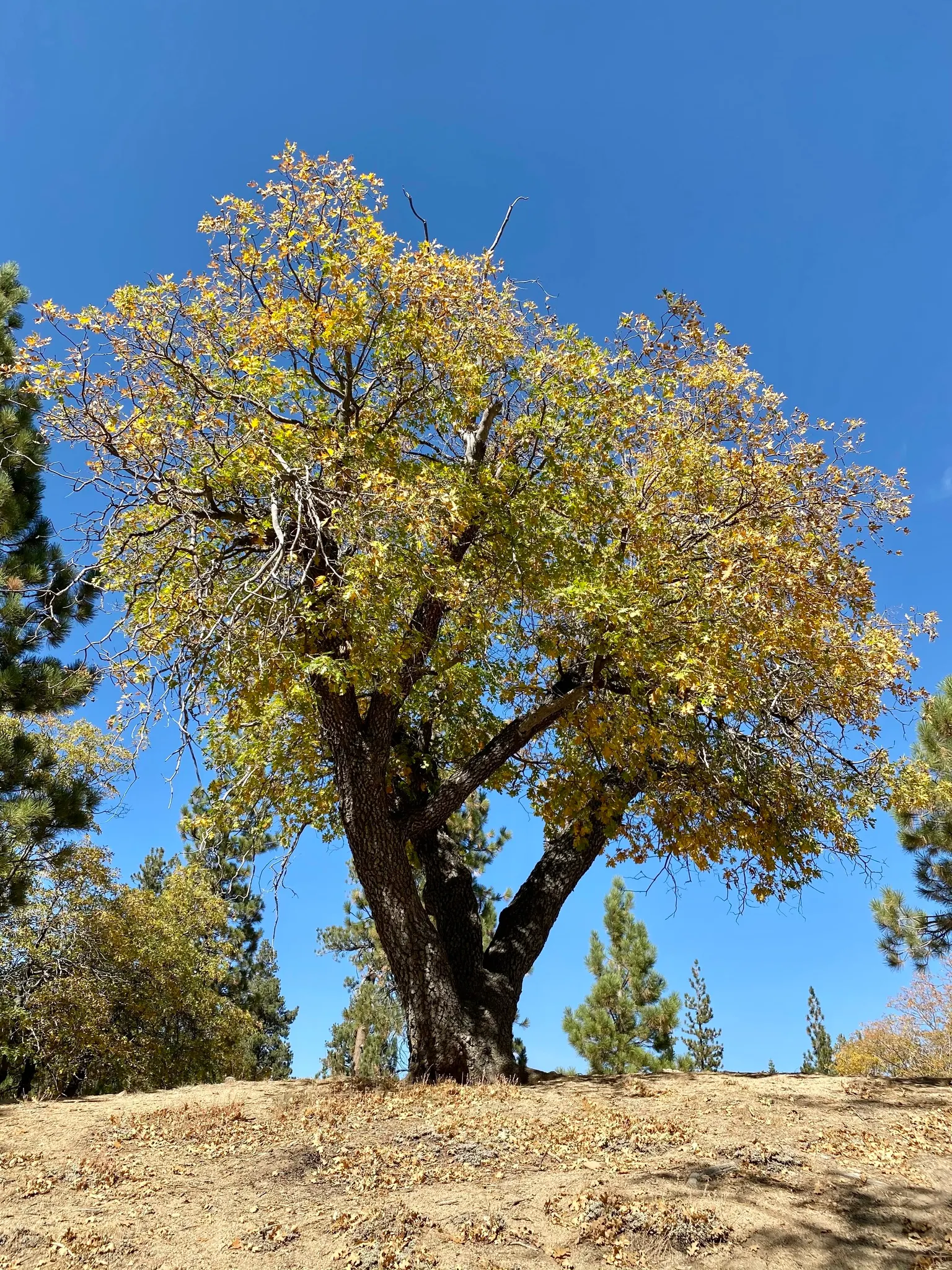 California Black Oak (Quercus Kelloggii) — It thrives in USDA zones 7-9, reaching 60-70 feet high with a spread up to 50 feet