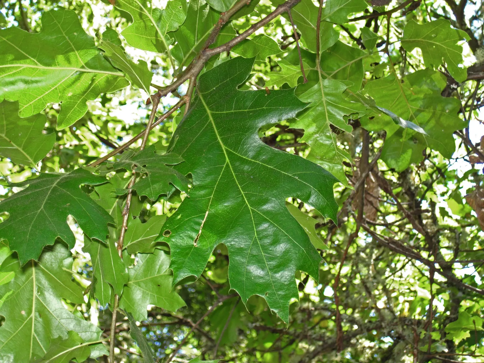 California Black Oak (Quercus Kelloggii) — Acorns provide food for local wildlife