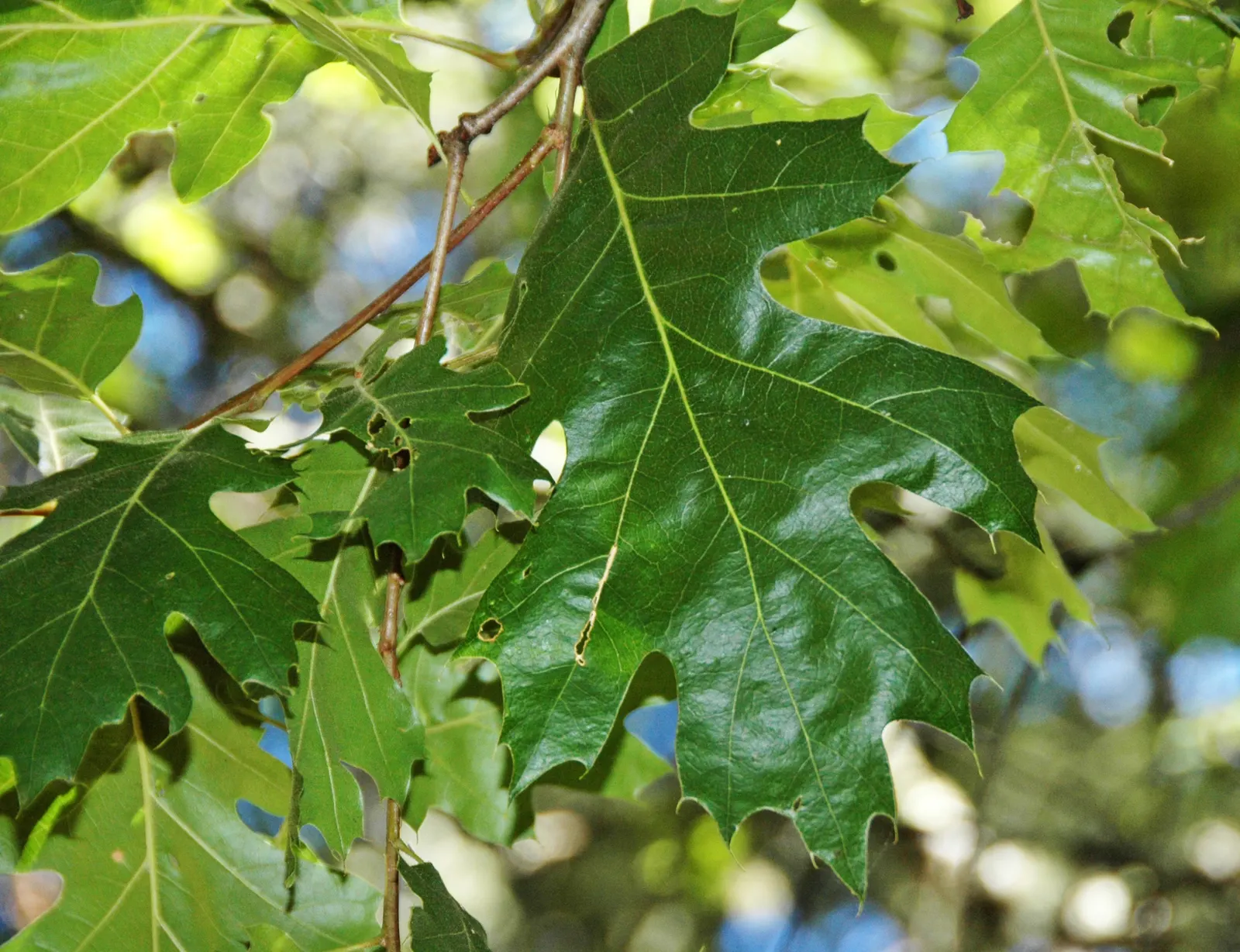 California Black Oak (Quercus Kelloggii) — The California Black Oak, or Quercus kelloggii, is a deciduous tree native to the western U.S