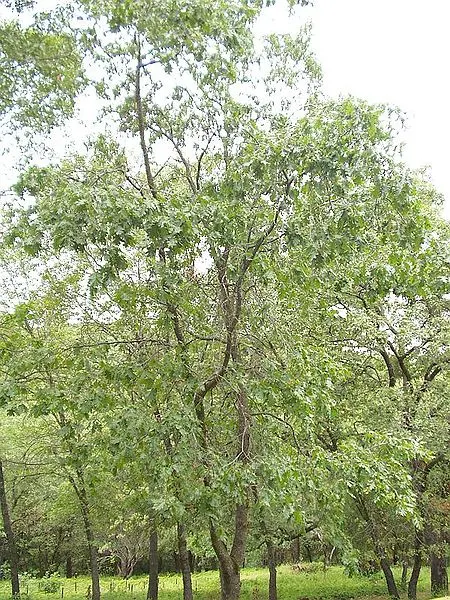 California Black Oak (Quercus Kelloggii) — yellow flowers in the garden