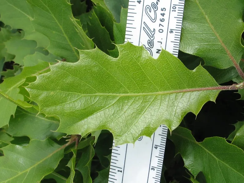 California Black Oak (Quercus Kelloggii) — This long-lived oak can be a legacy tree for generations to enjoy in your client's garden