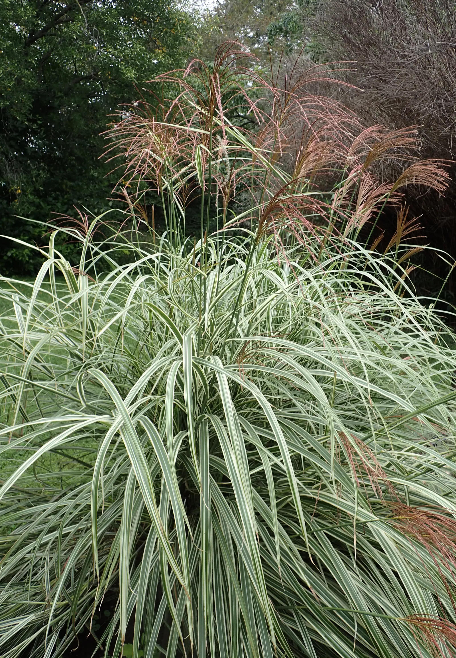 Variegated Japanese Silver Grass (Miscanthus Sinensis 'Variegatus') — Thrives in full sun to partial shade and well-drained soil; hardy in zones 5-9